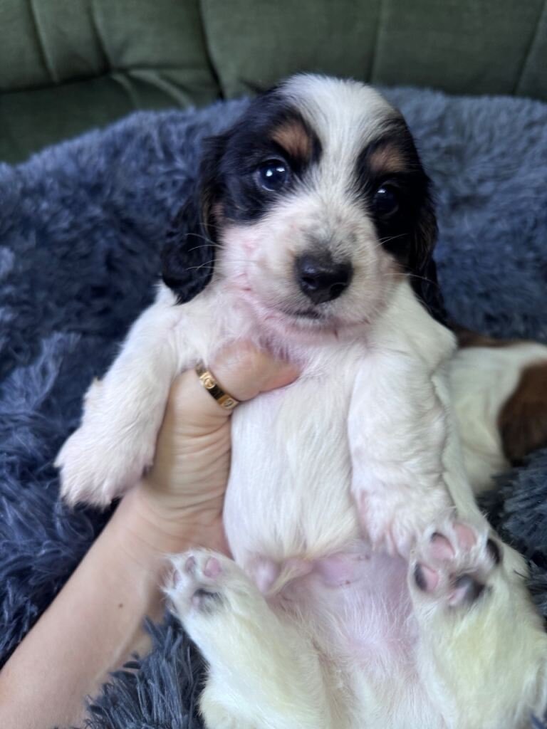 Beautiful piebald long-haired Miniature Dachshund image 3