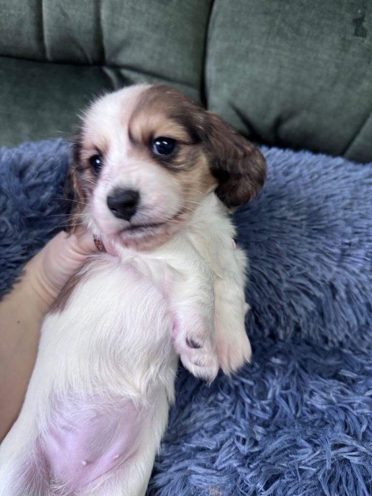 Beautiful piebald long-haired Miniature Dachshund image 4