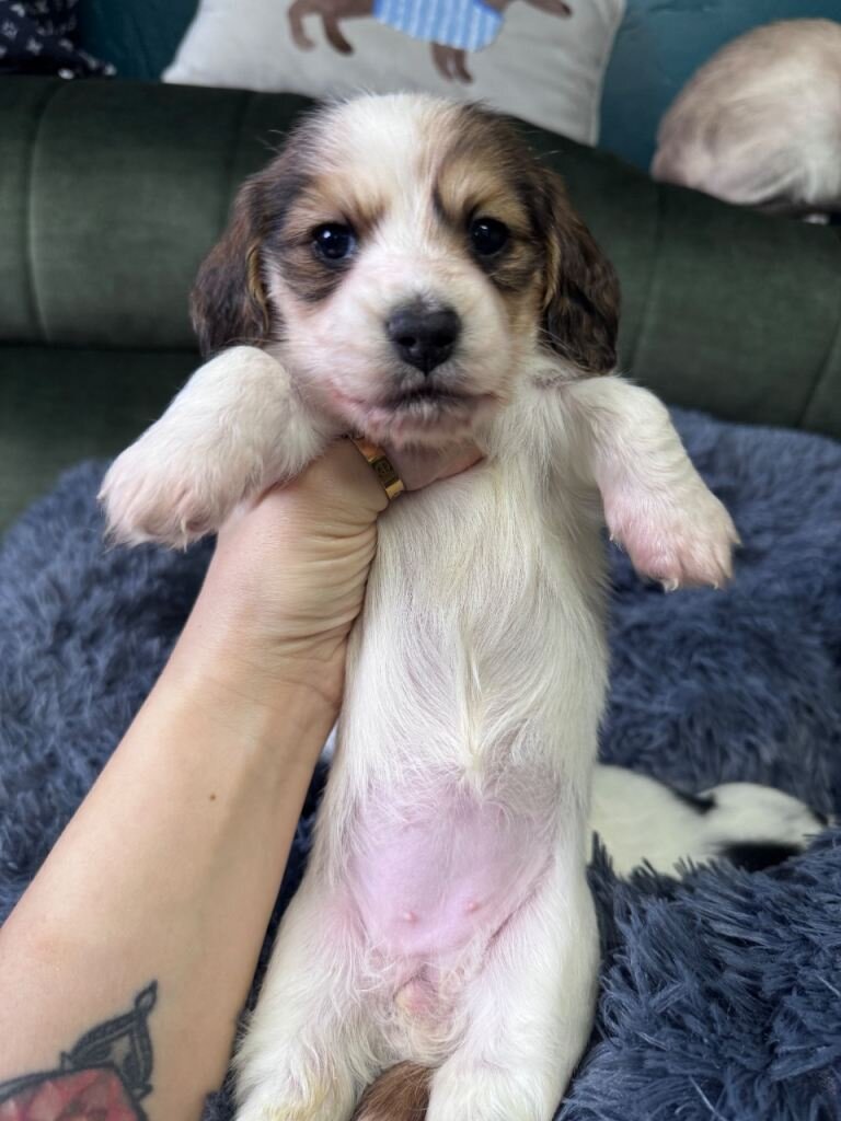 Beautiful piebald long-haired Miniature Dachshund image 5