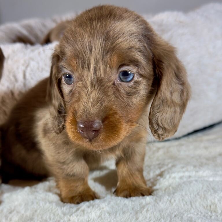 FOUR CHOCOLATE DAPPLES AND CHOCOLATE PUPPIES image 7