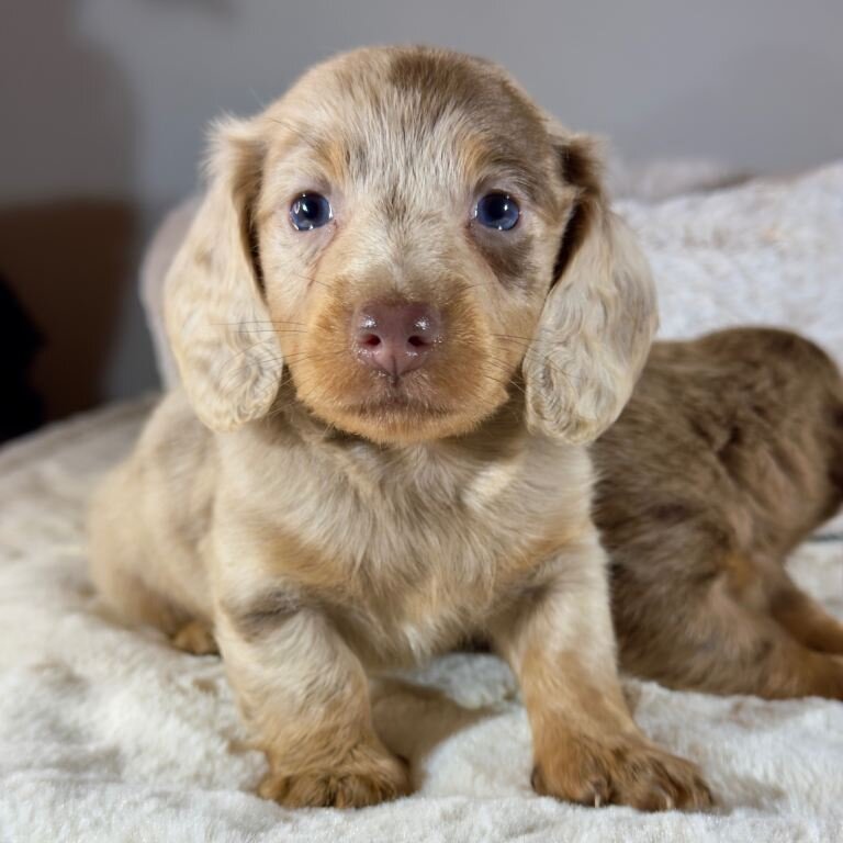 FOUR CHOCOLATE DAPPLES AND CHOCOLATE PUPPIES image 8