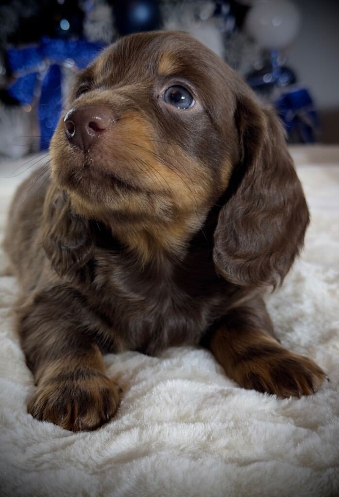 FOUR CHOCOLATE DAPPLES AND CHOCOLATE PUPPIES image 5