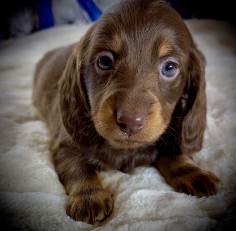 FOUR CHOCOLATE DAPPLES AND CHOCOLATE PUPPIES image 6