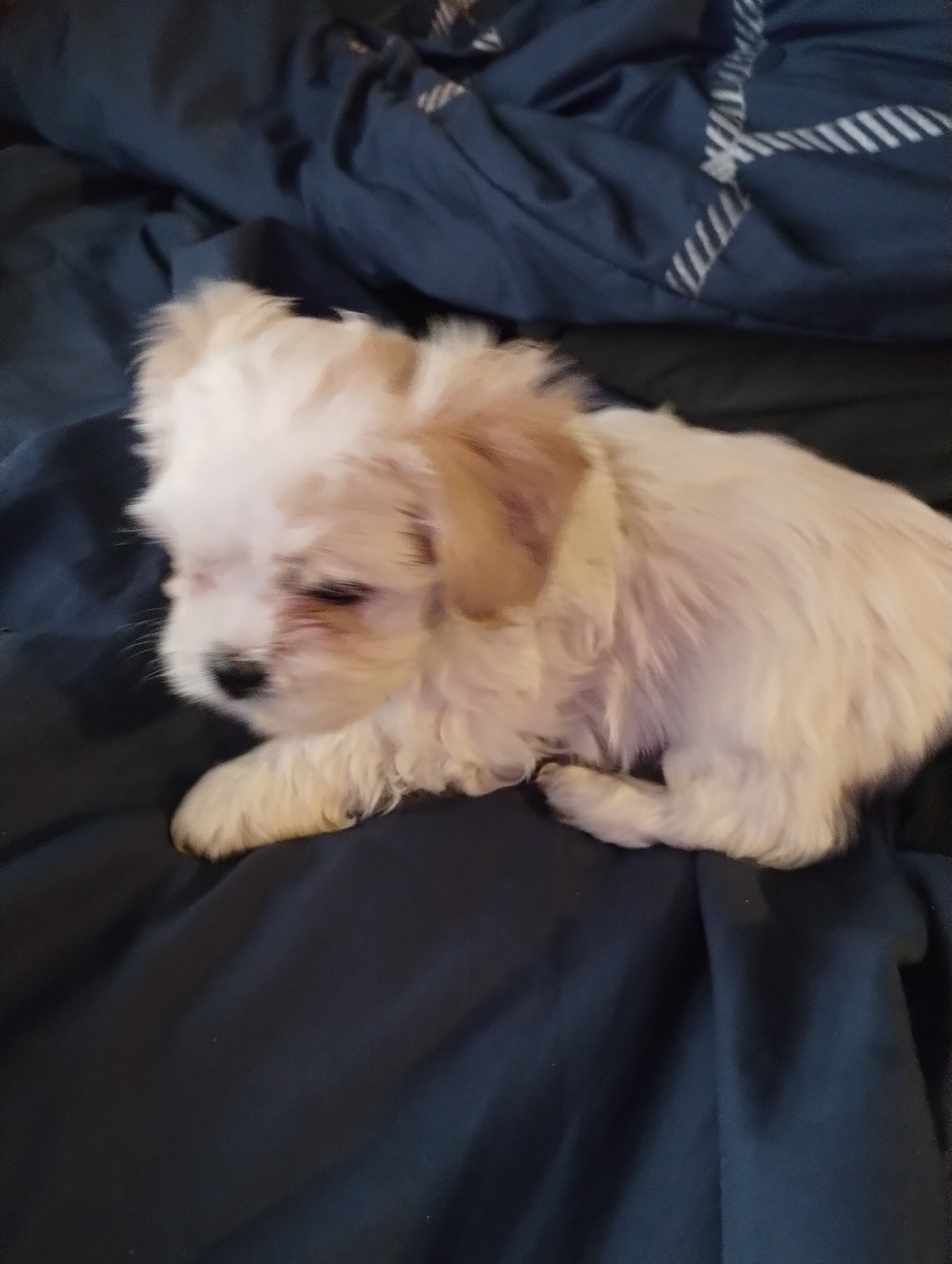 Shichon puppies image 5