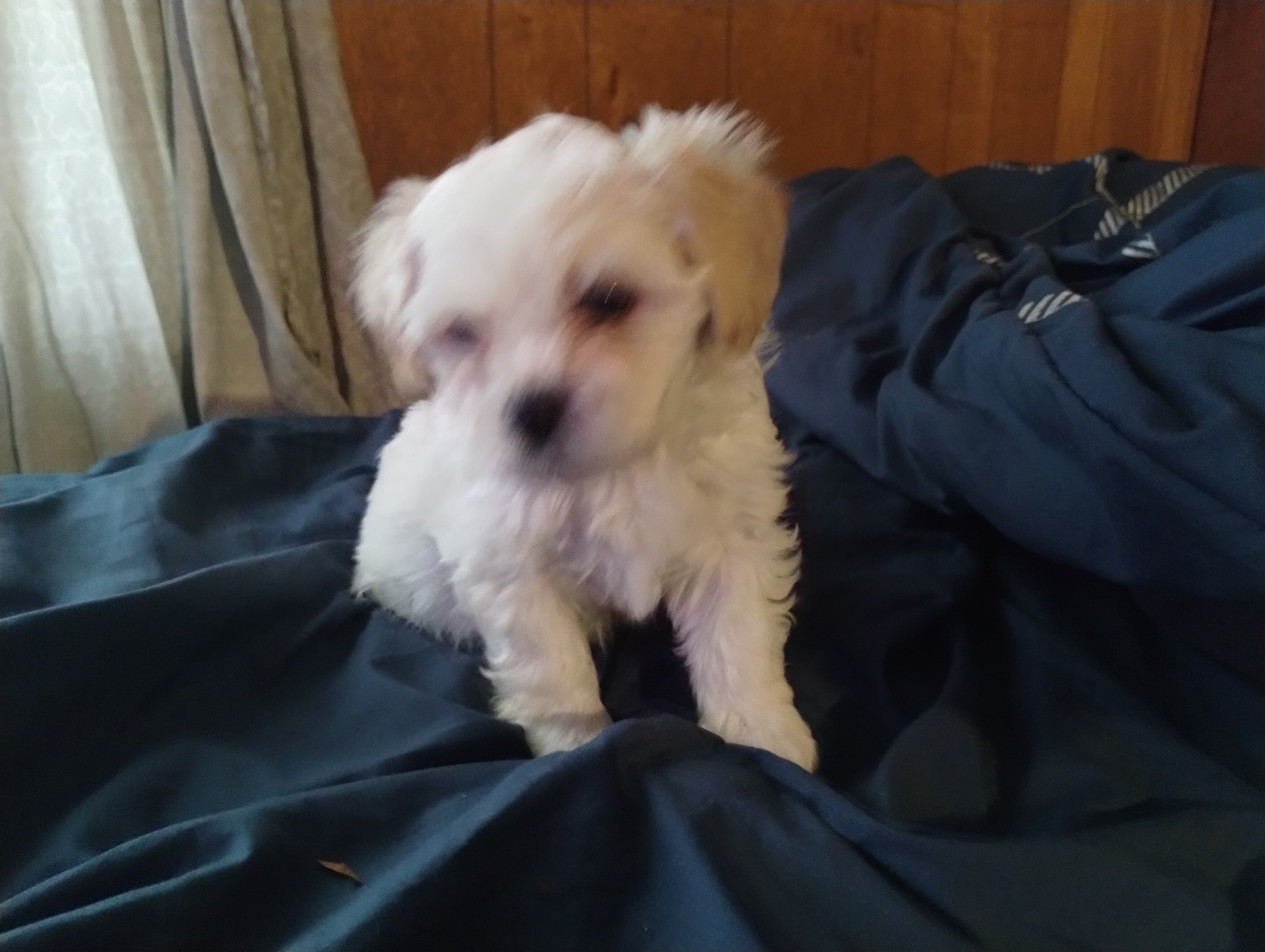 Shichon puppies image 4
