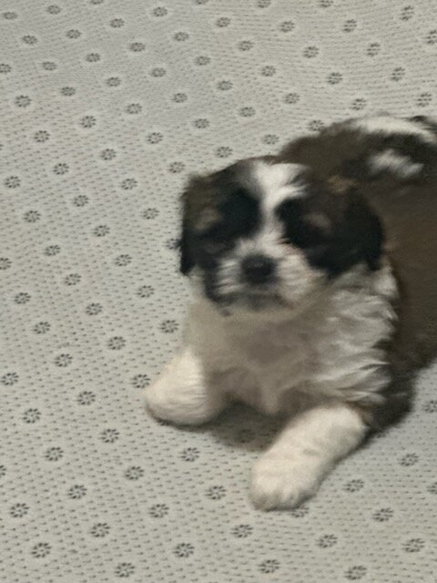 Shichon puppies image 1