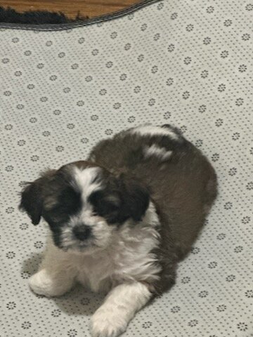 Shichon puppies image 2