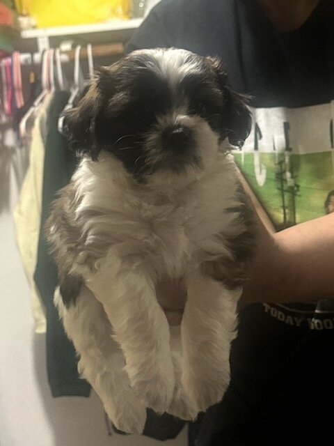 Shichon puppies image 3