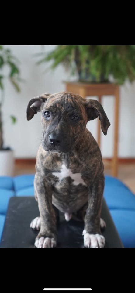 pit mix pups (bandog) image 3
