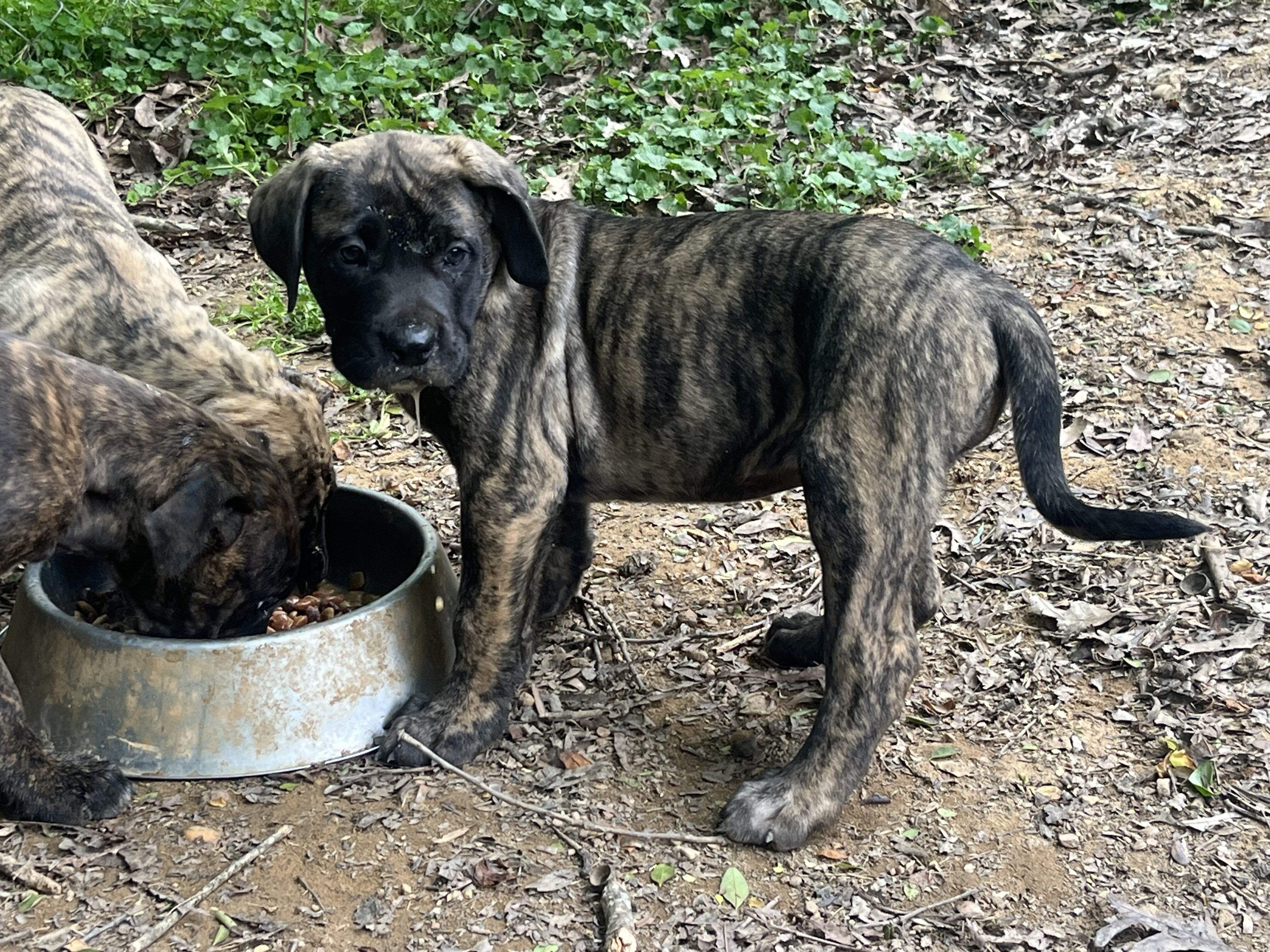 Female Cane Corso image 1