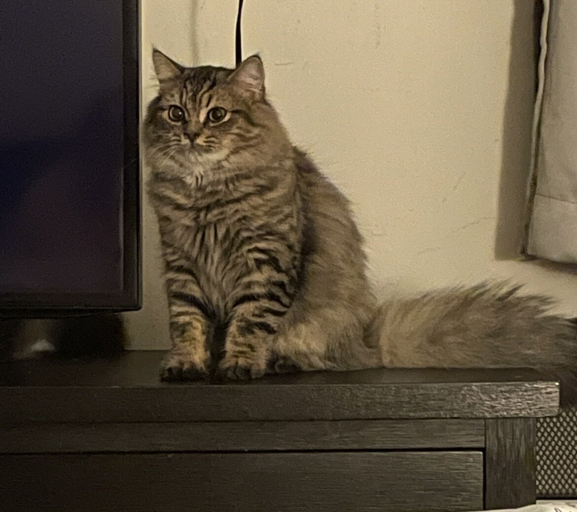 Persian mix kittens image 1