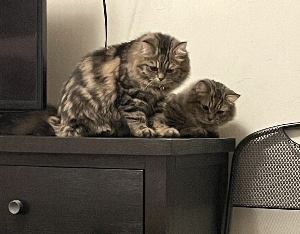 Persian mix kittens image 2