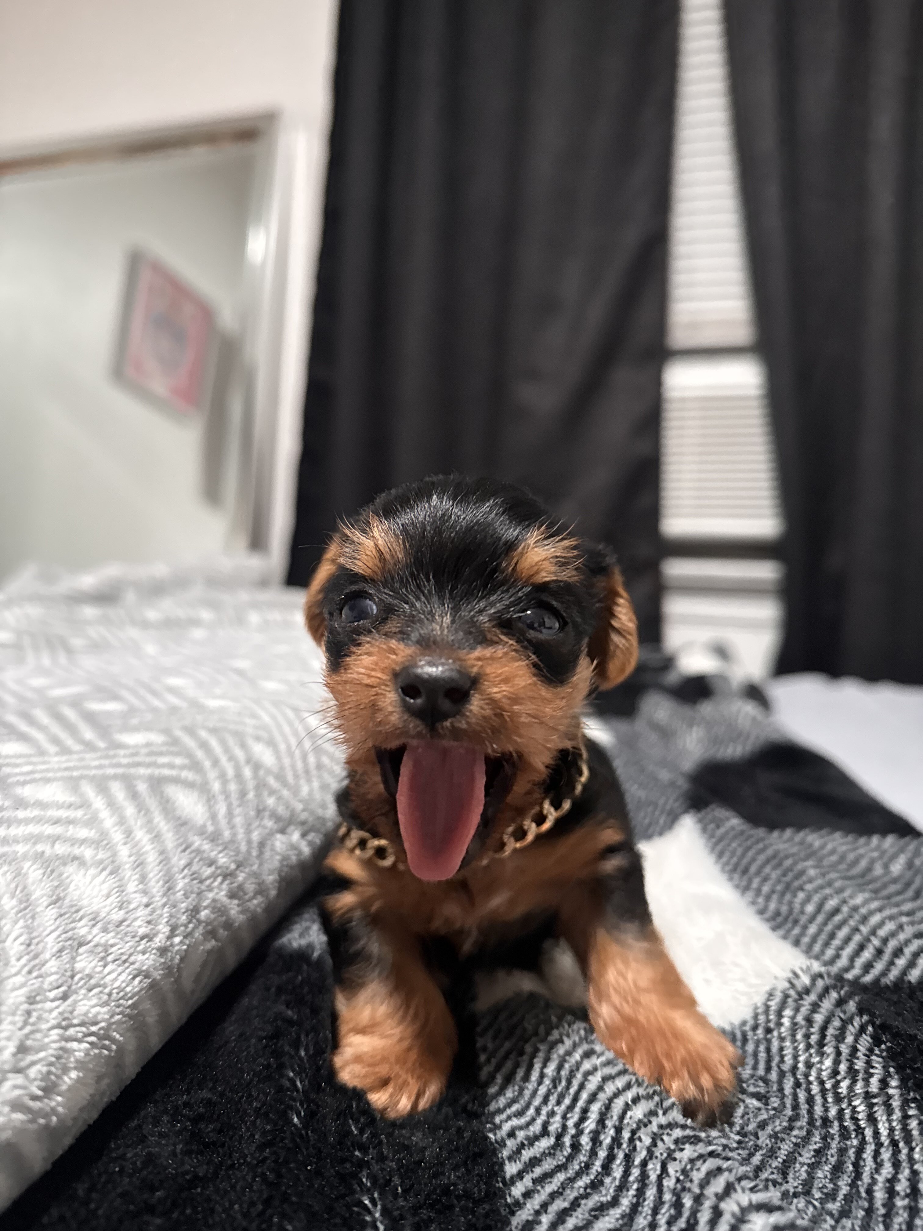 Mini Yorkie image 1