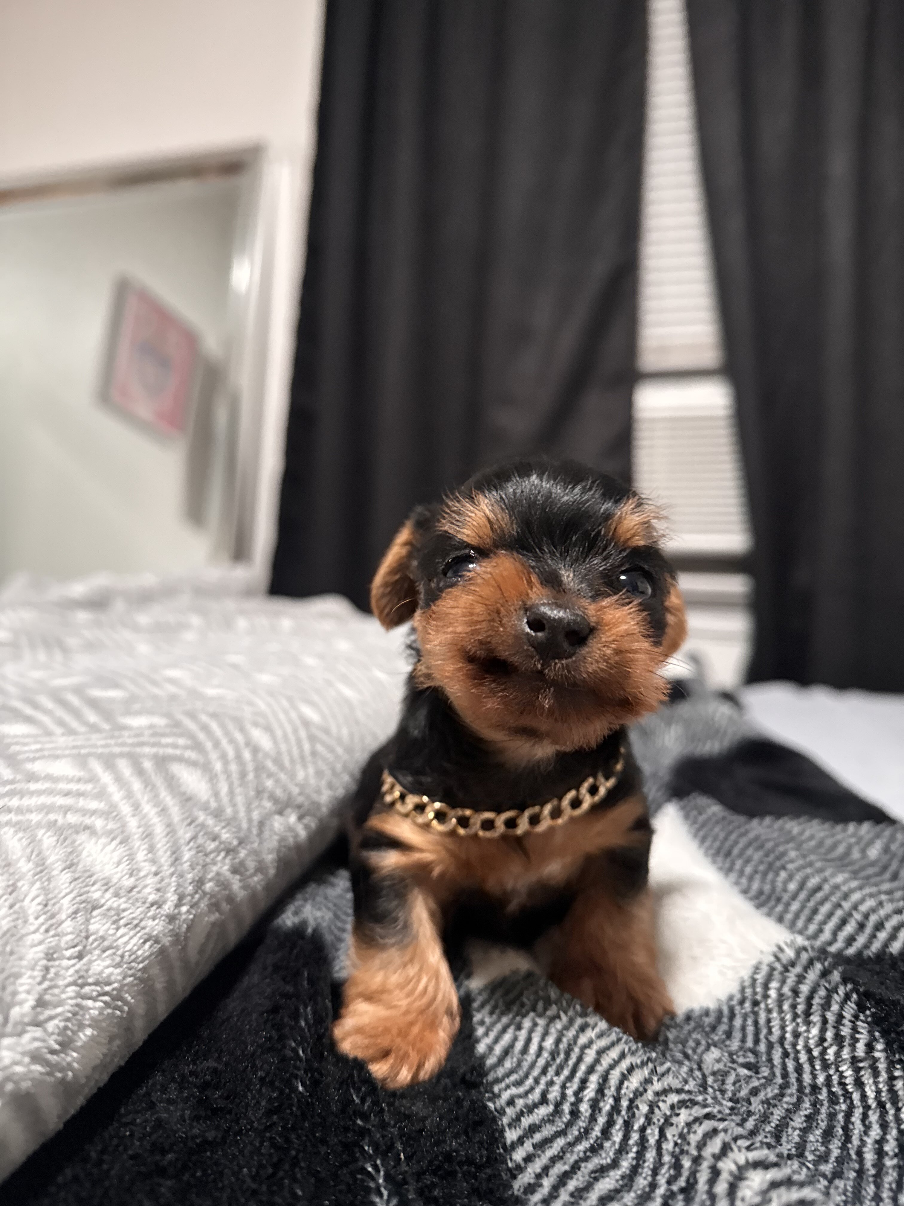 Mini Yorkie image 2