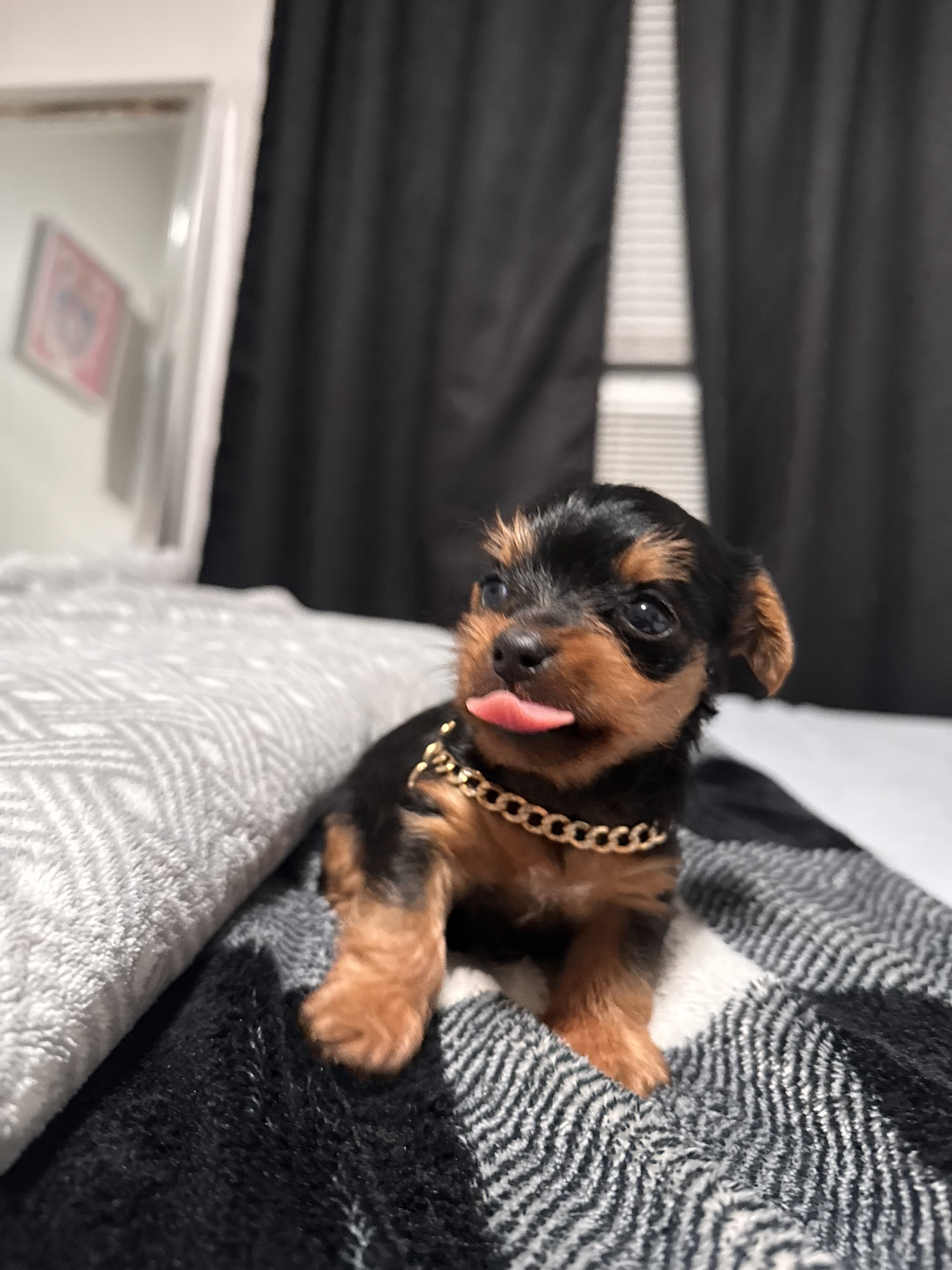 Mini Yorkie image 3