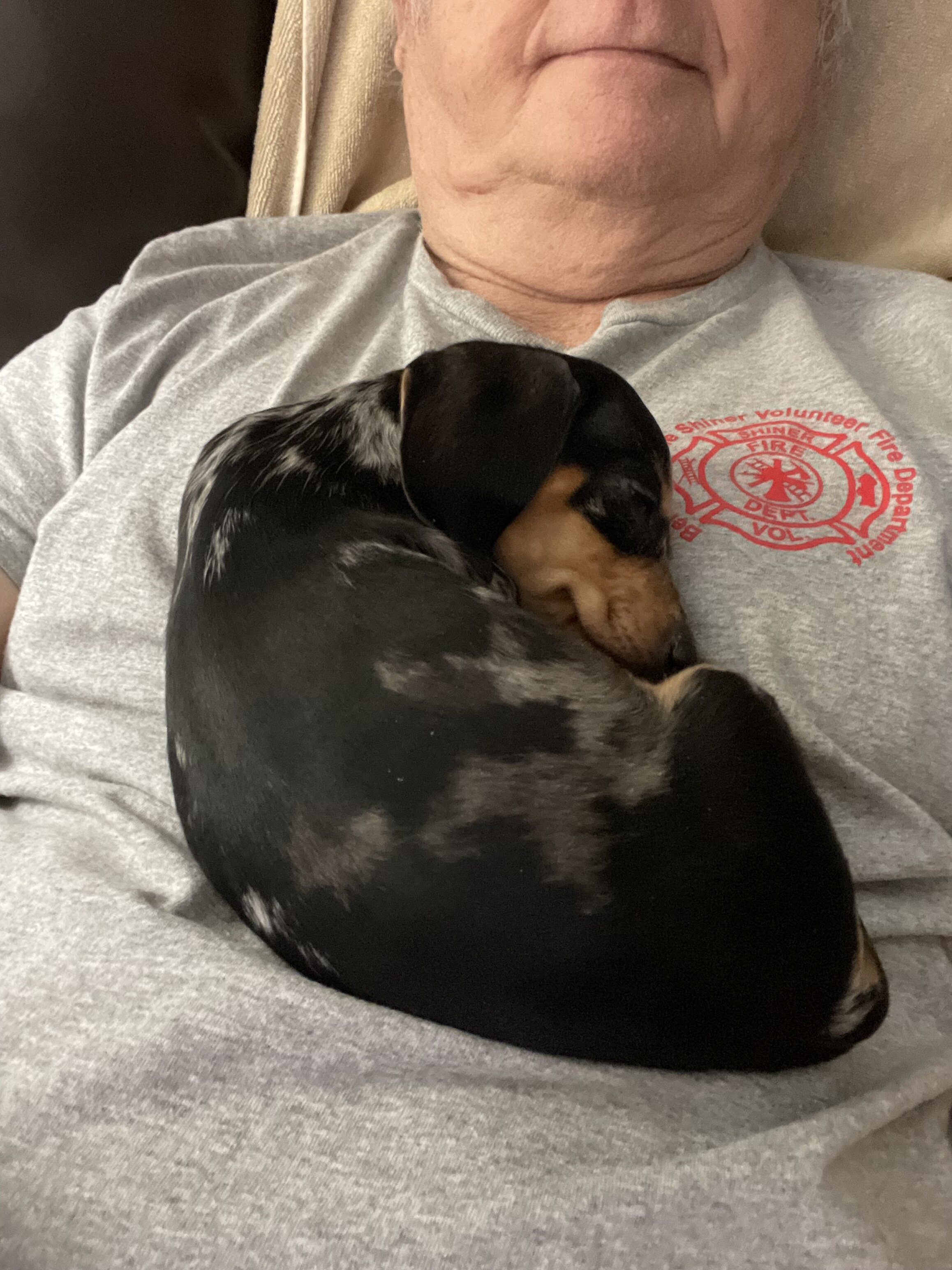 Mini Blue Merle Dachshund puppy image 6