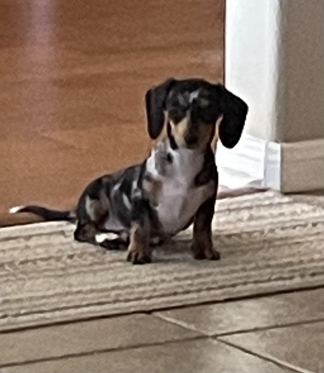 Mini Blue Merle Dachshund puppy image 1