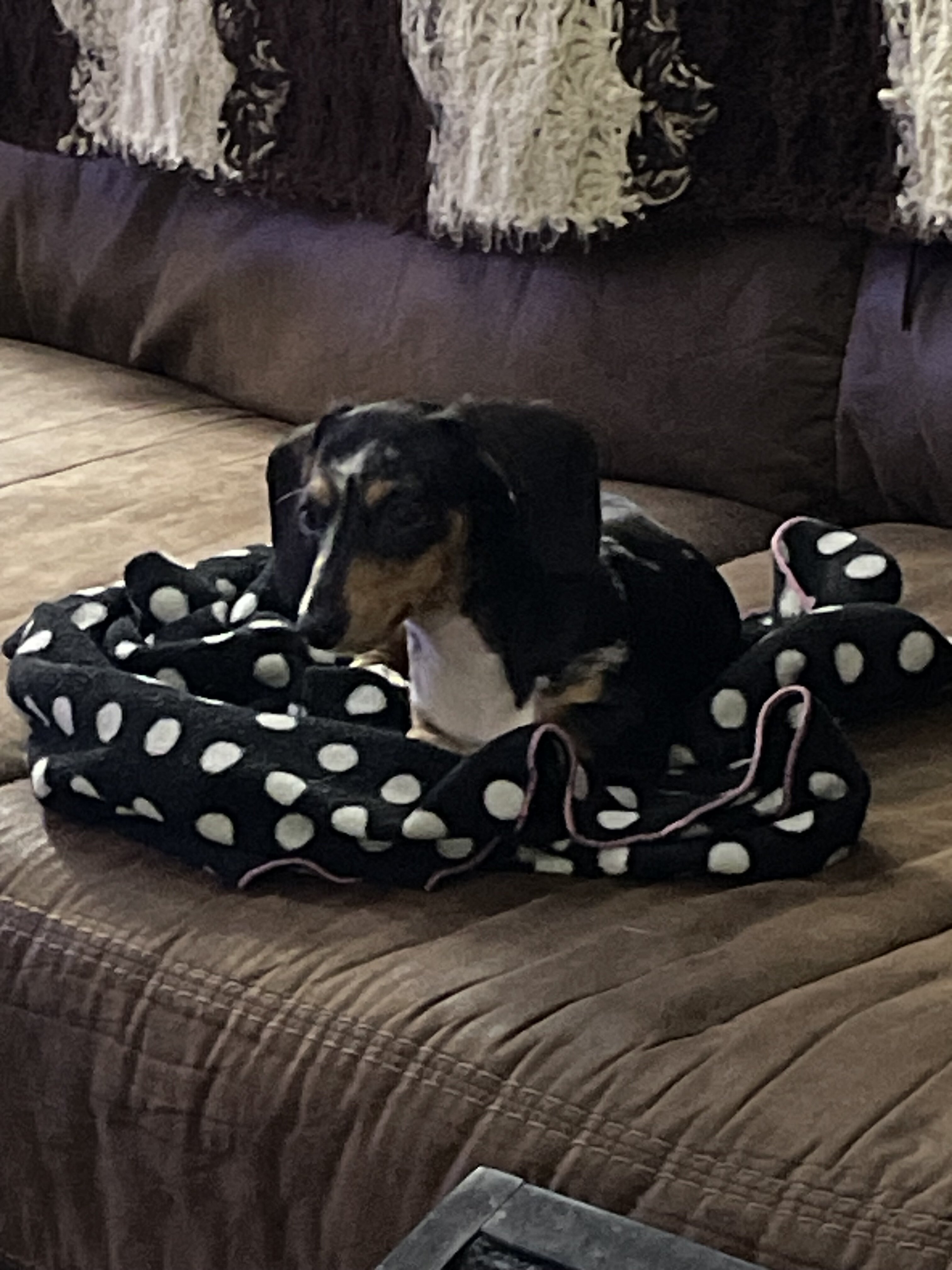 Mini Blue Merle Dachshund puppy image 4