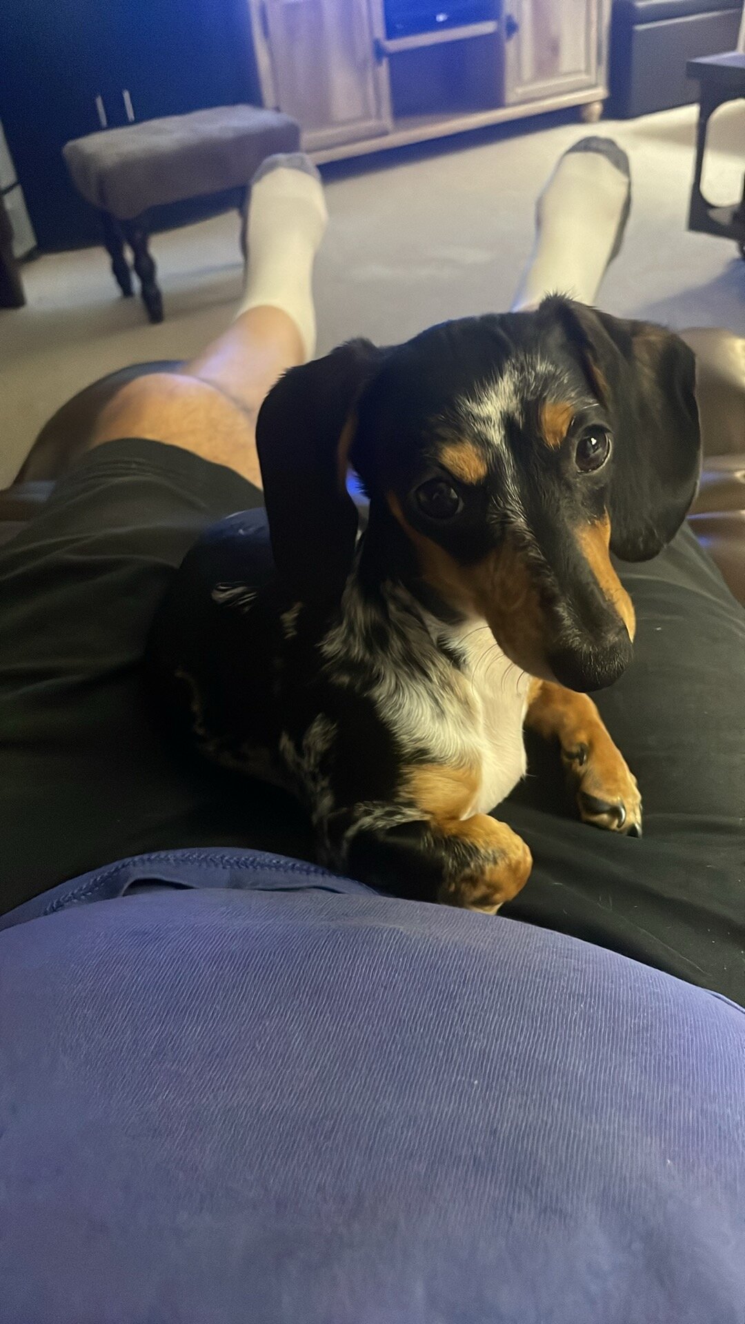 Mini Blue Merle Dachshund puppy image 2