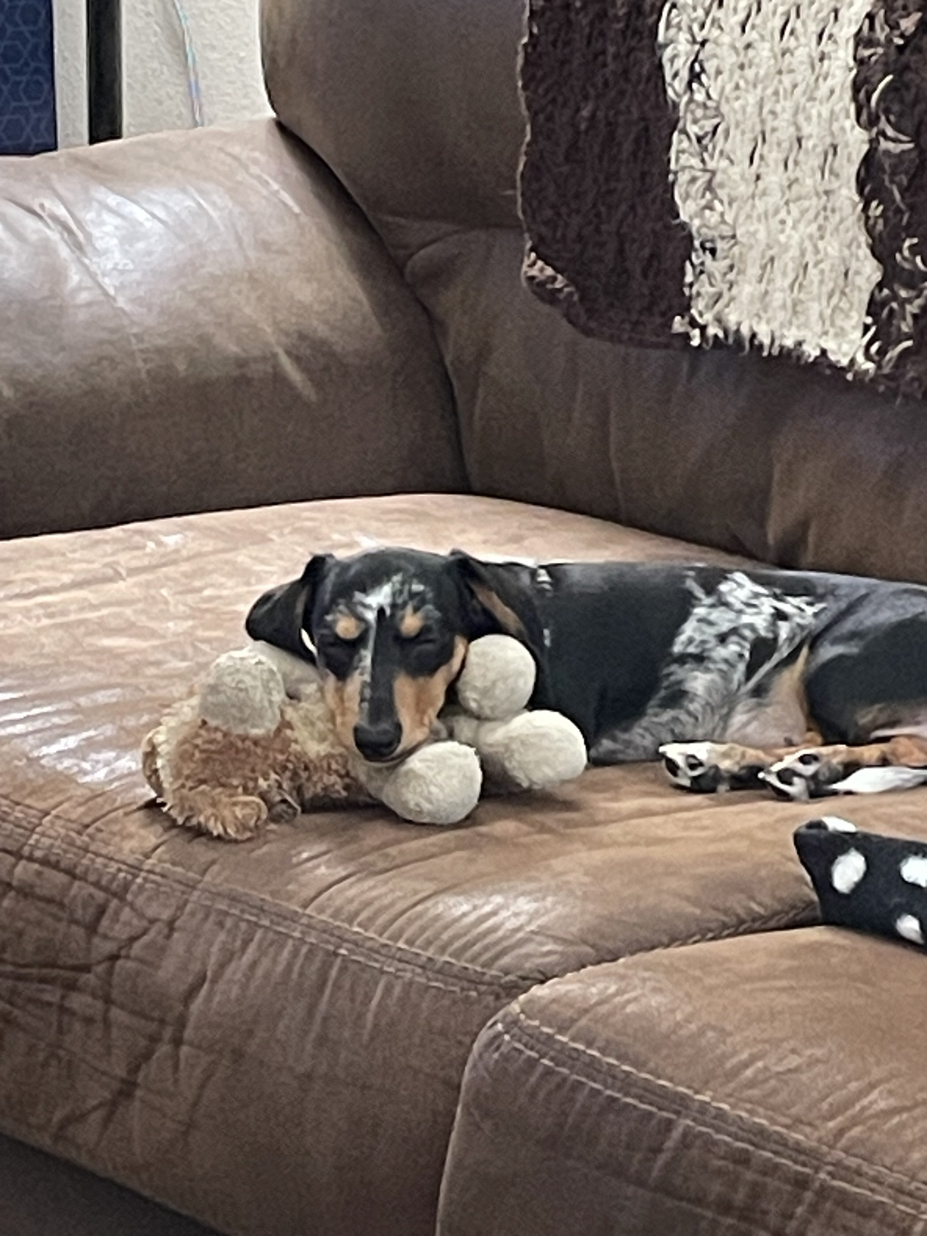Mini Blue Merle Dachshund puppy image 3