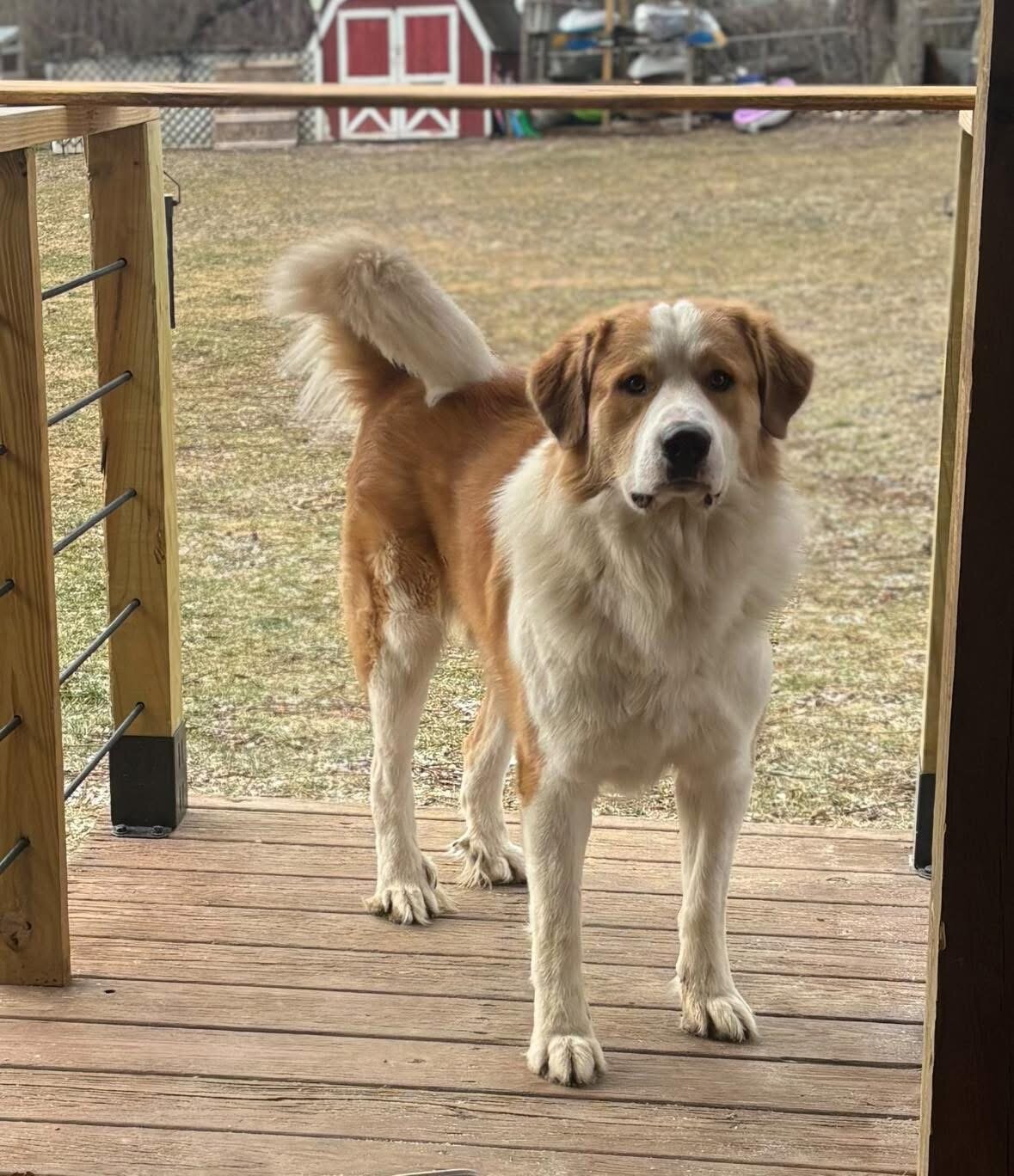 1.5-2 YO Great Pyrenees image 1