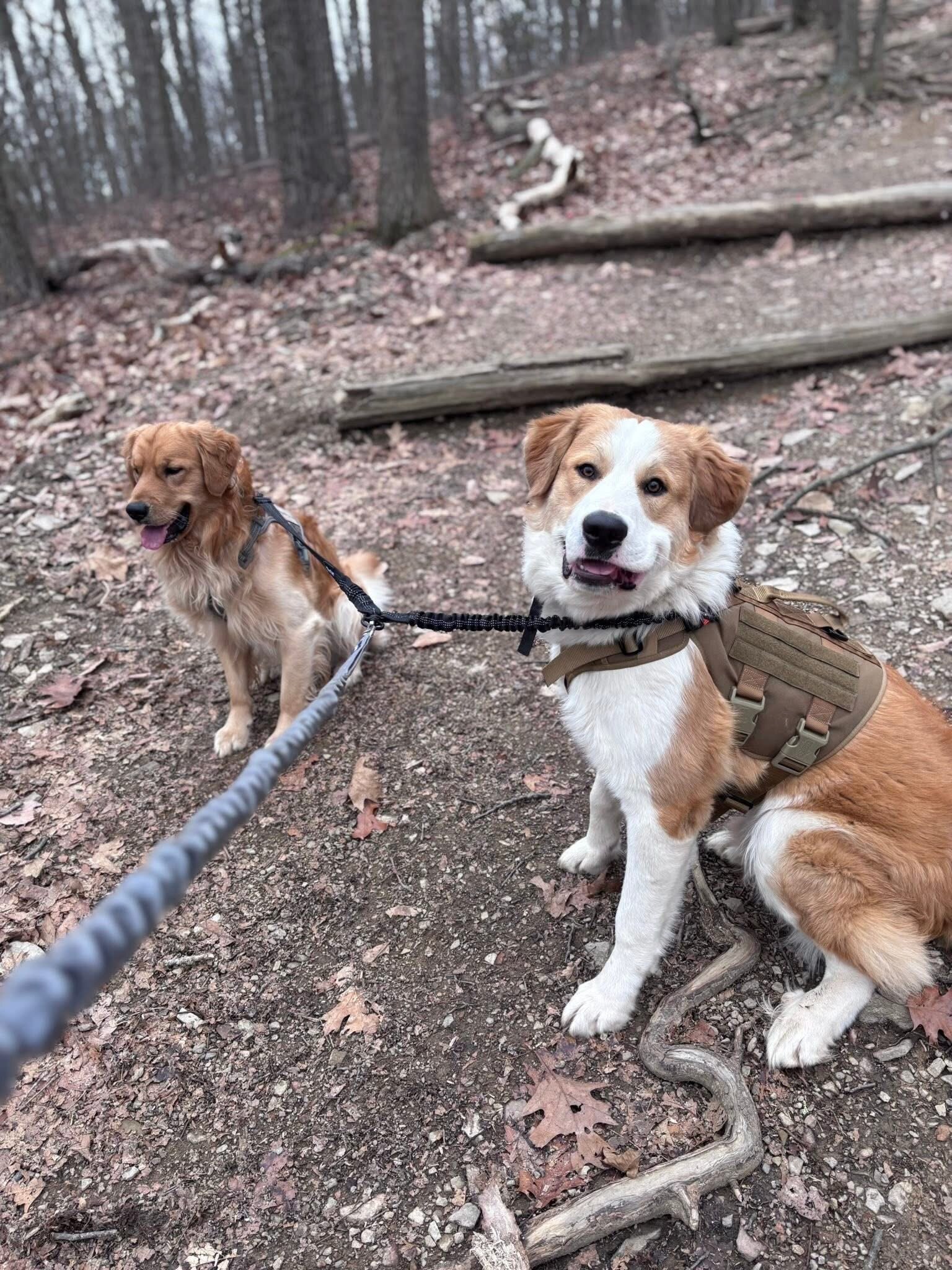1.5-2 YO Great Pyrenees image 2