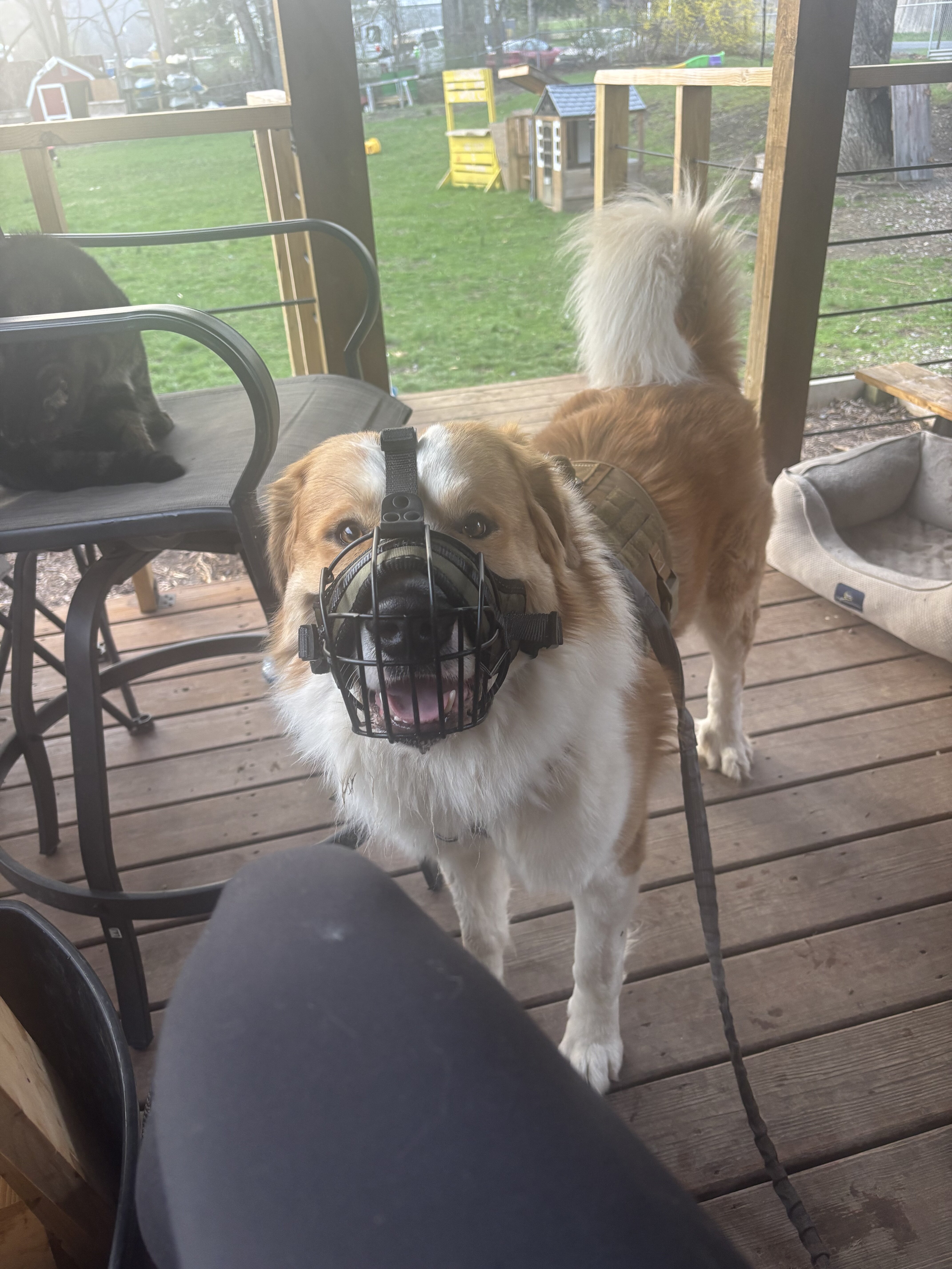 1.5-2 YO Great Pyrenees image 3