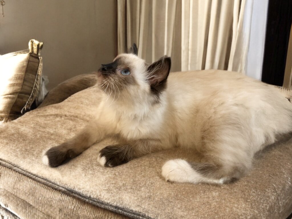 Kitten ready to go home! image 2