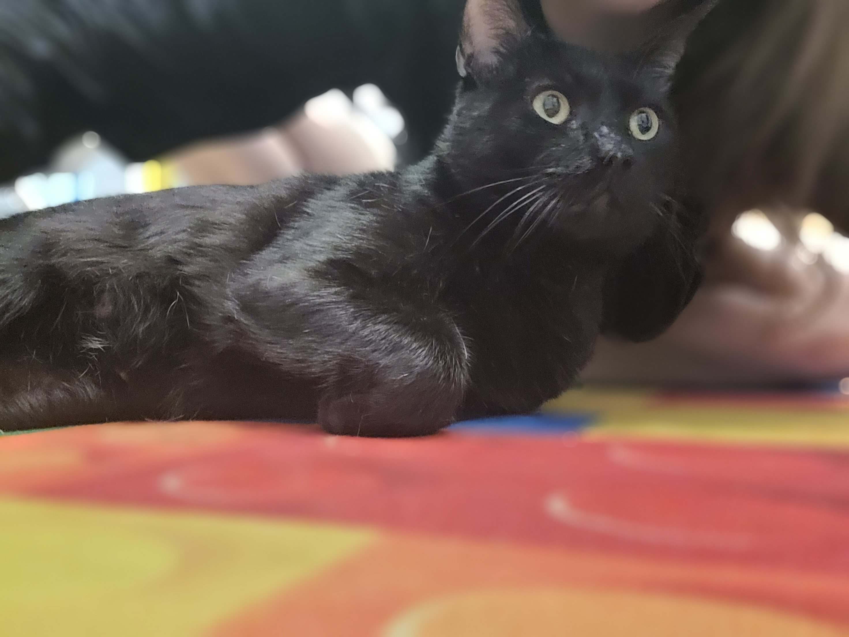 🐾 WANTED: A Human Servant for a Professional Meow image 1