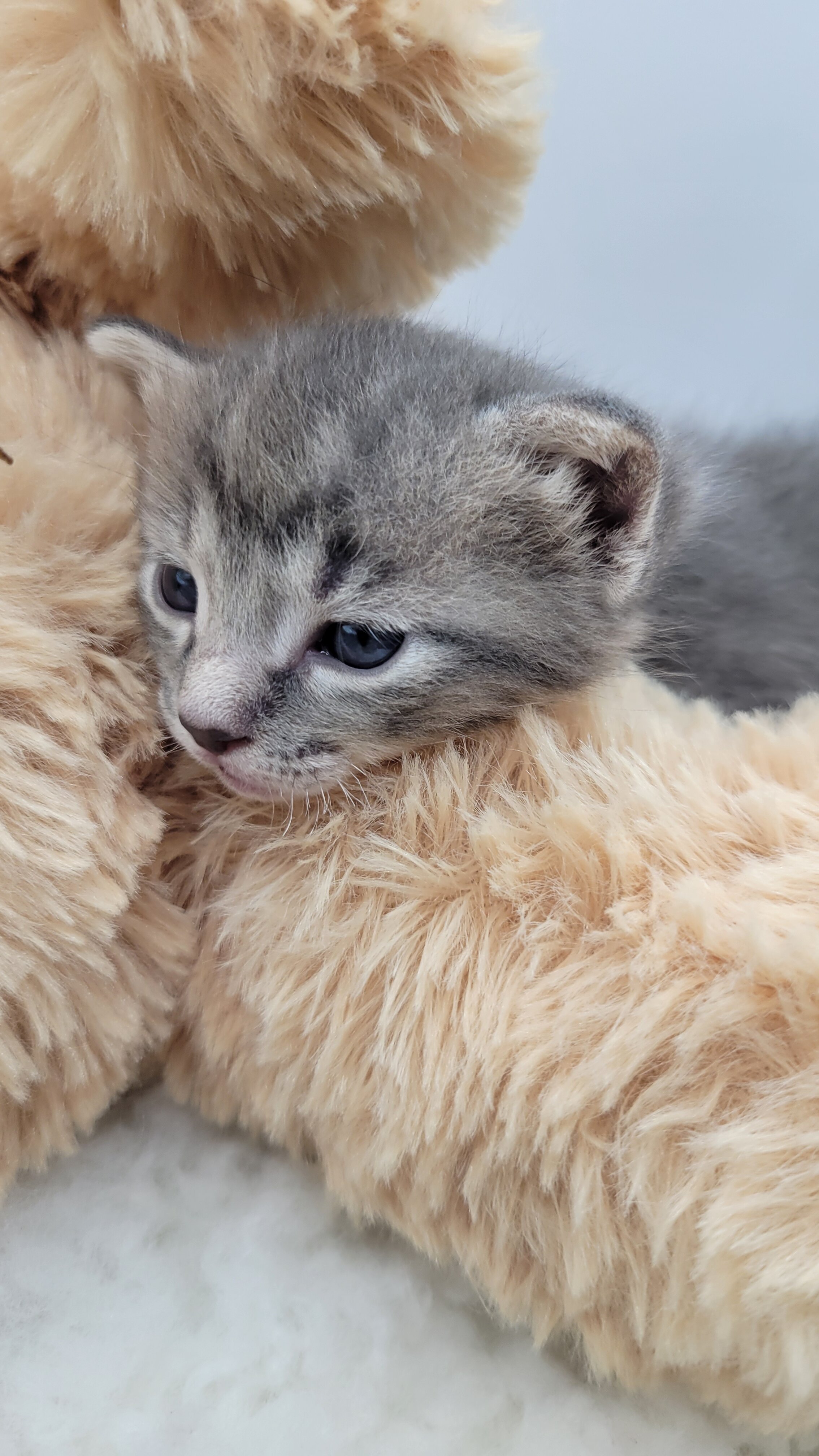 Kittens image 2
