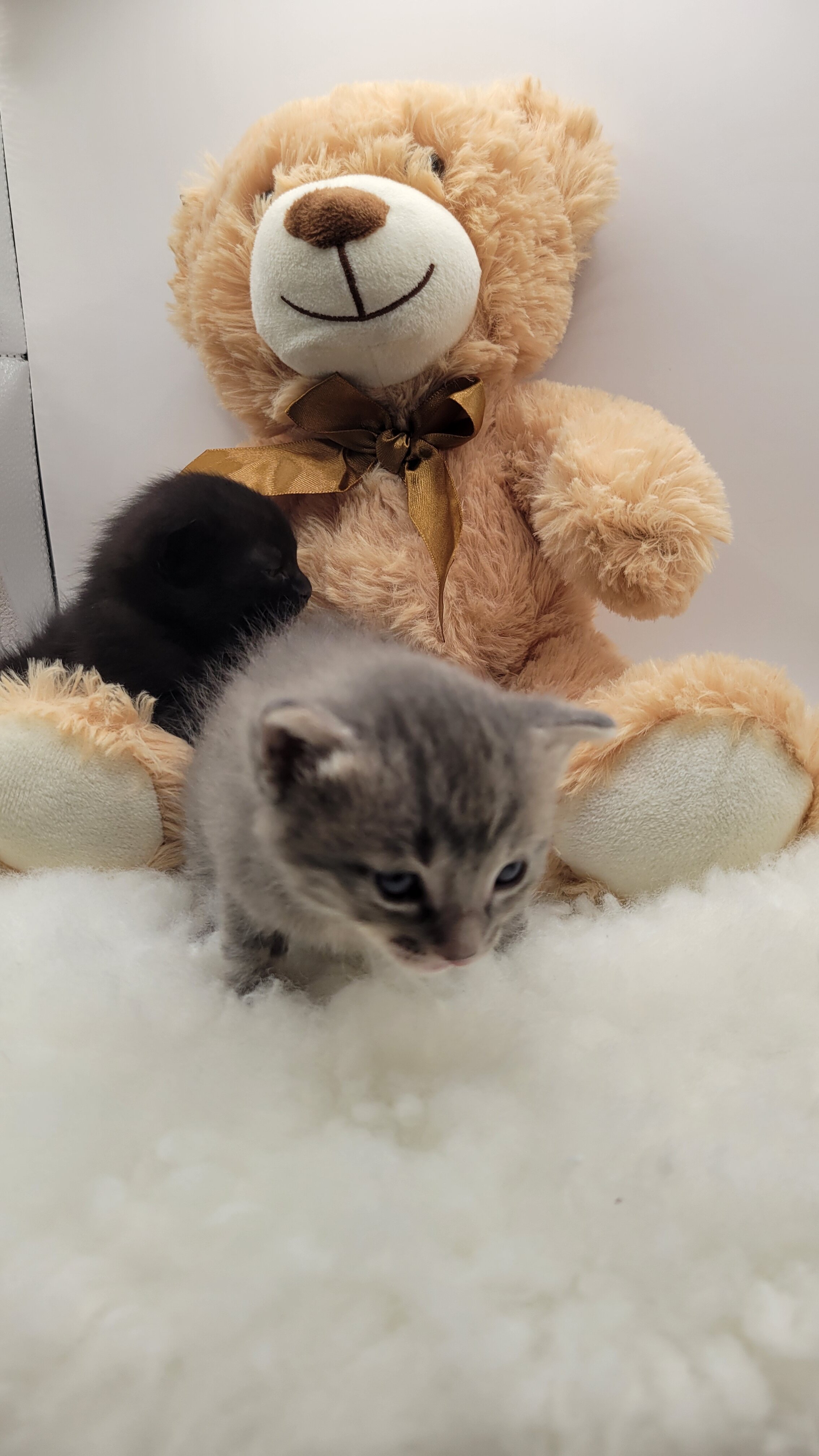 Kittens image 3