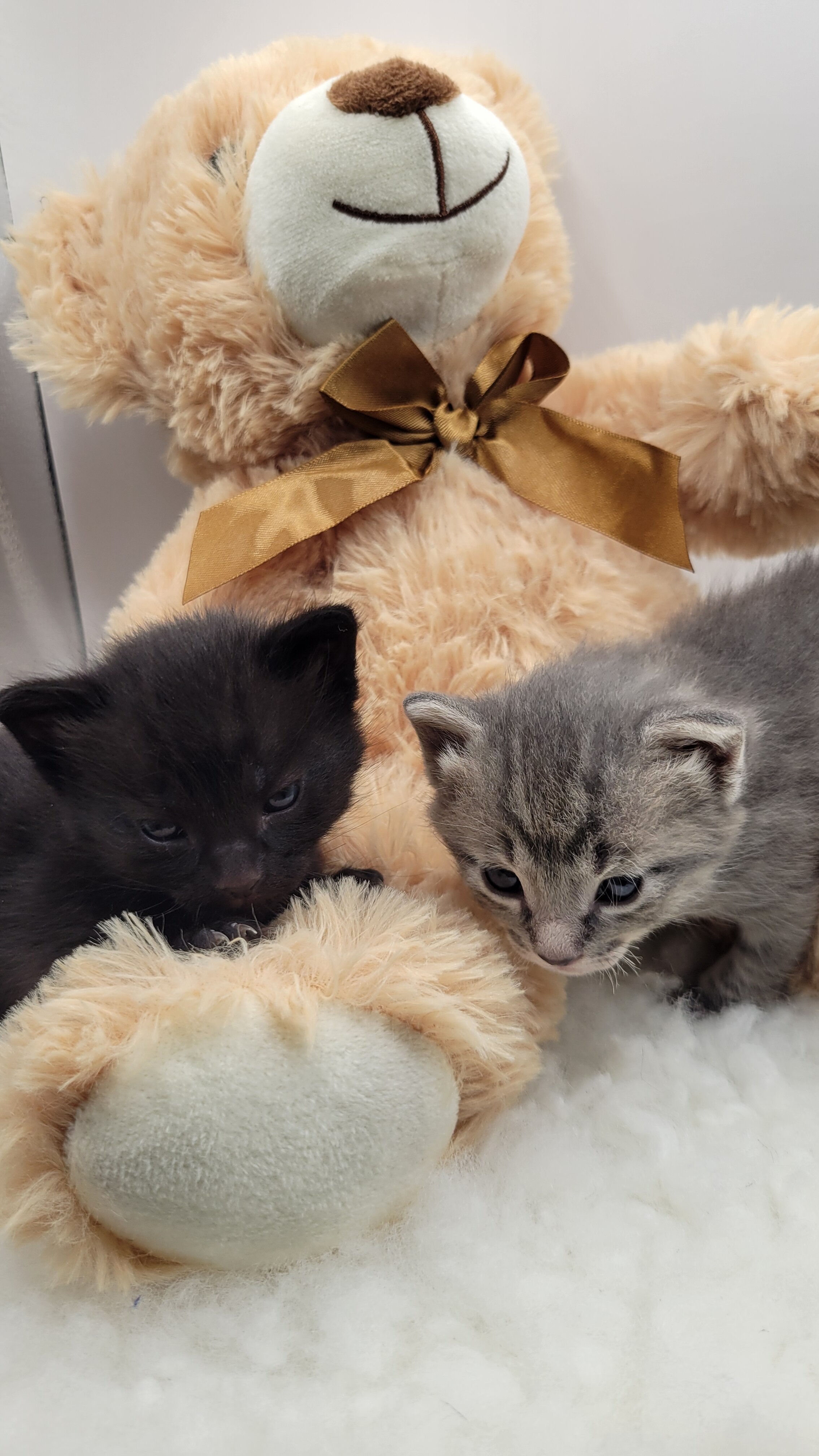 Kittens image 1