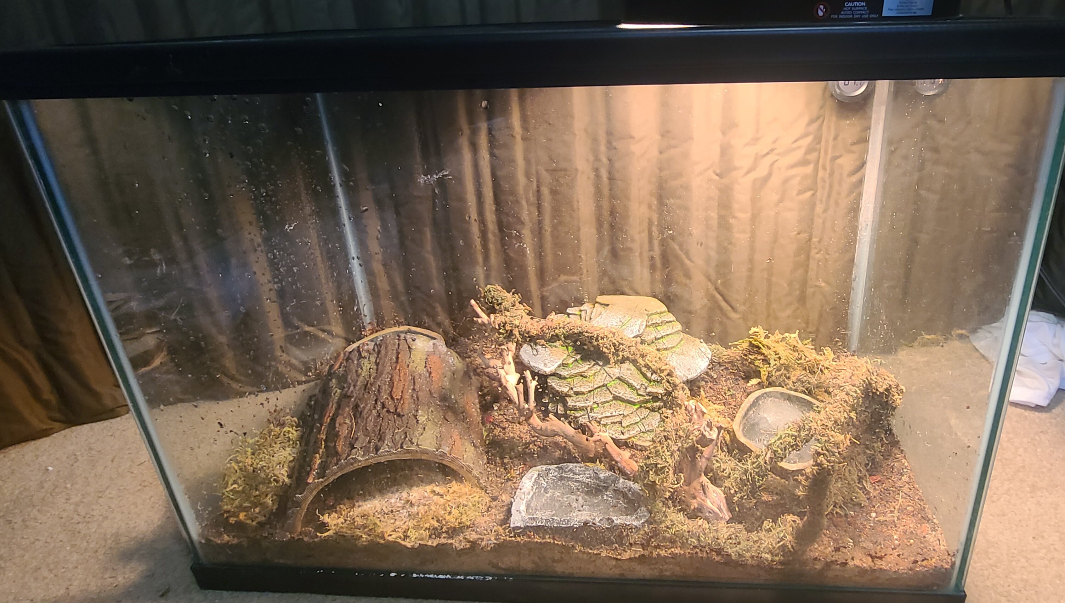 Leopard Gecko image 3