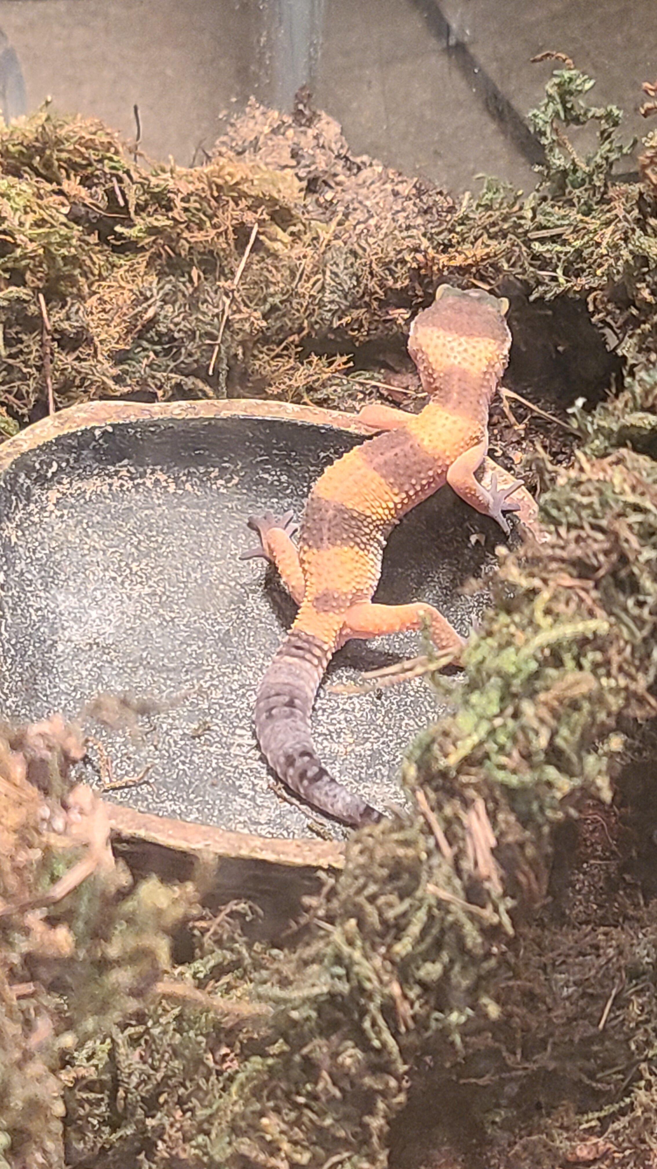 Leopard Gecko image 2