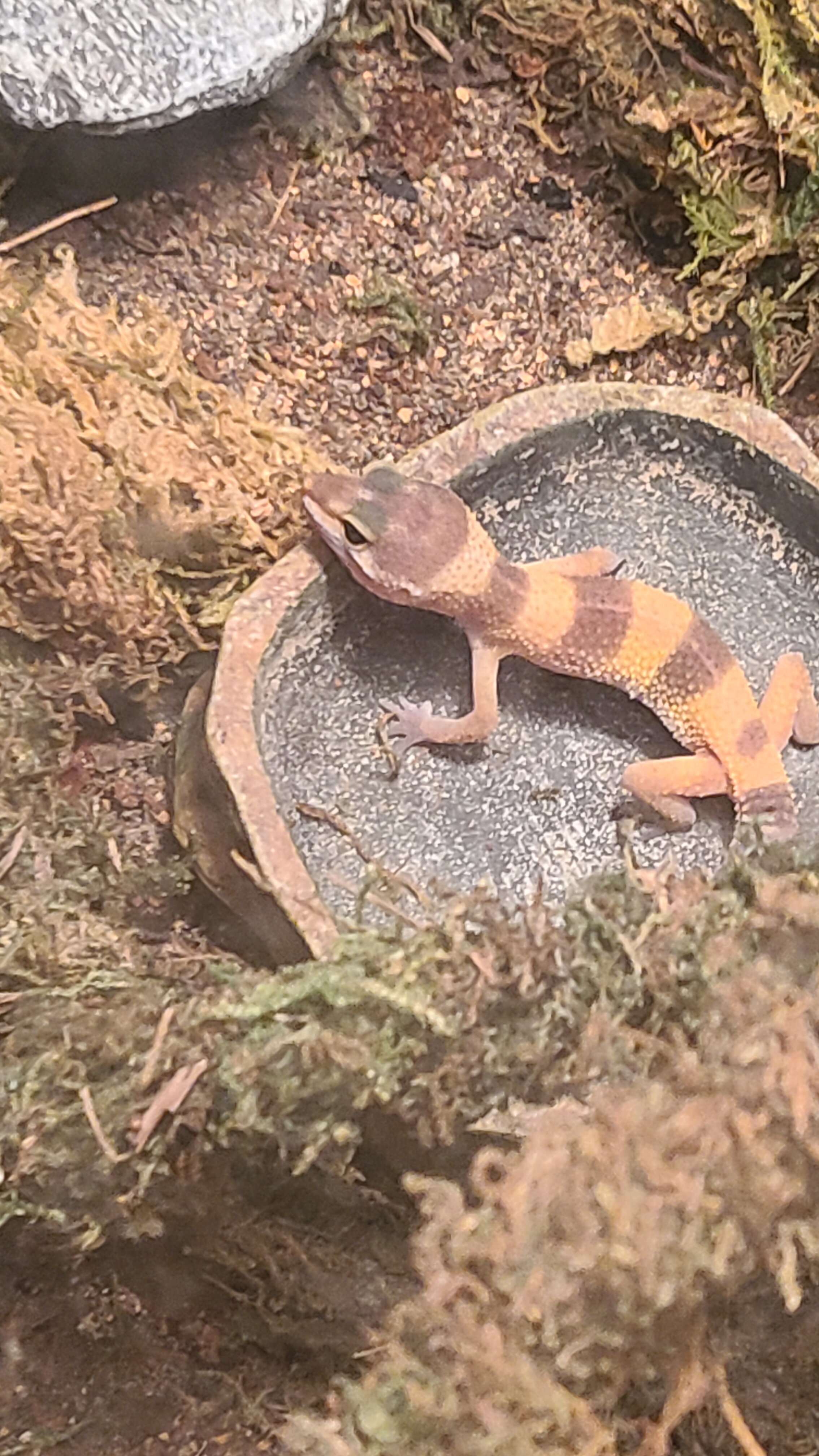 Leopard Gecko image 1