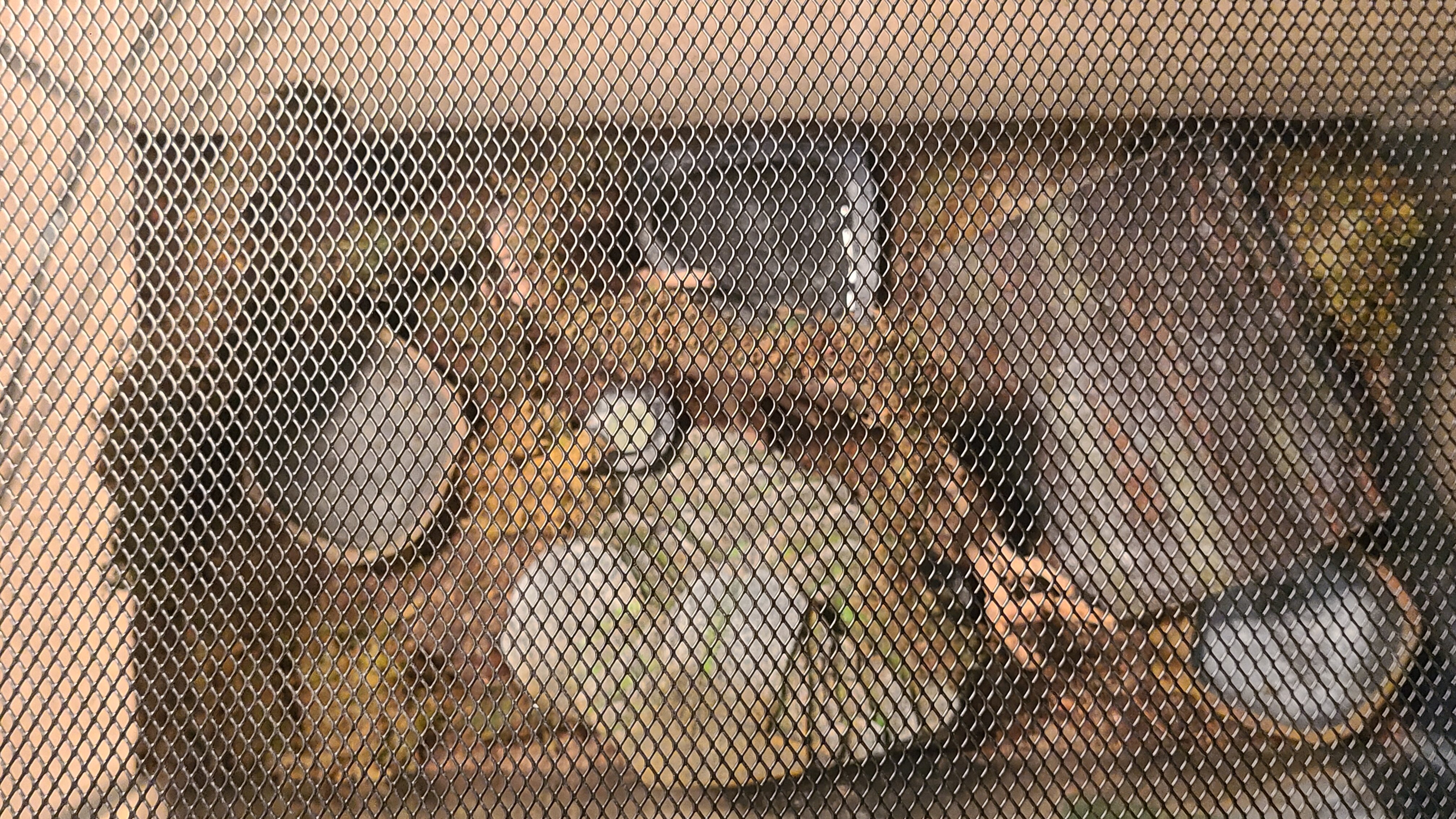Leopard Gecko image 4