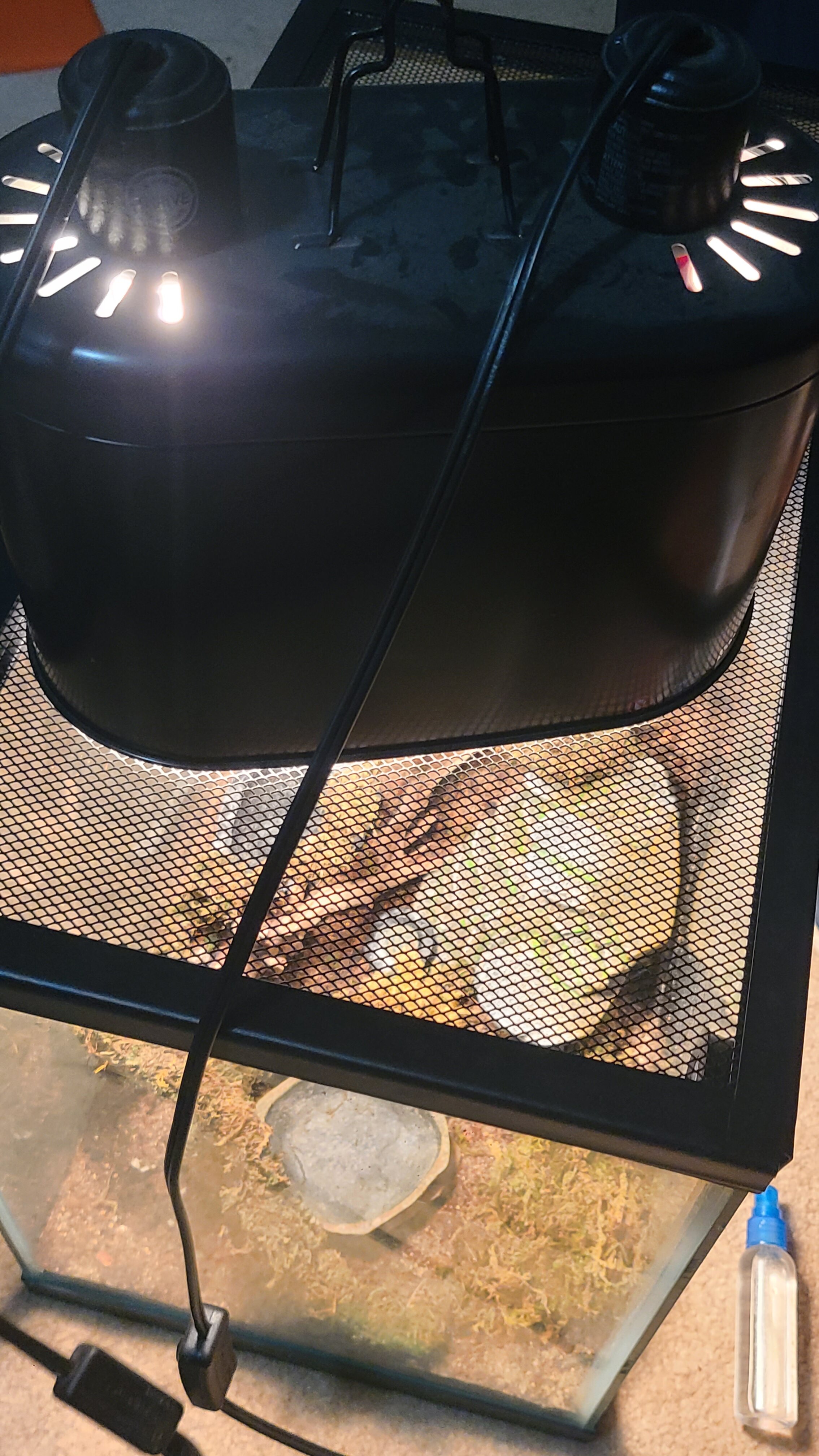 Leopard Gecko image 5