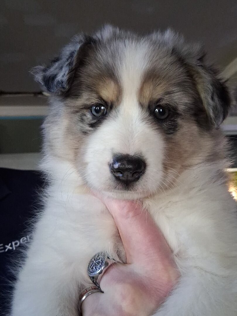 3 left Miniature Husky-Aussie Shepherd puppies image 2