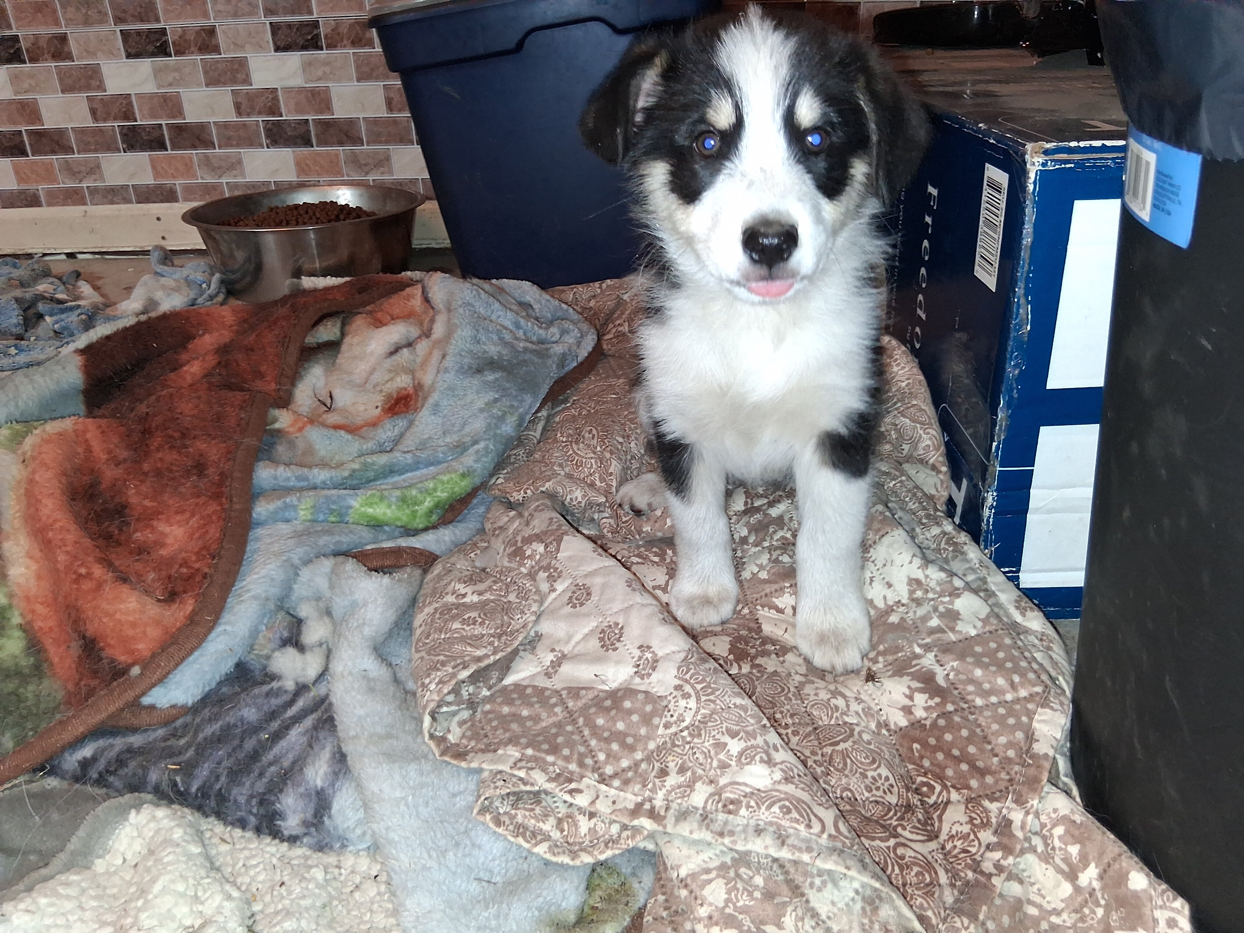 3 left Miniature Husky-Aussie Shepherd puppies image 4