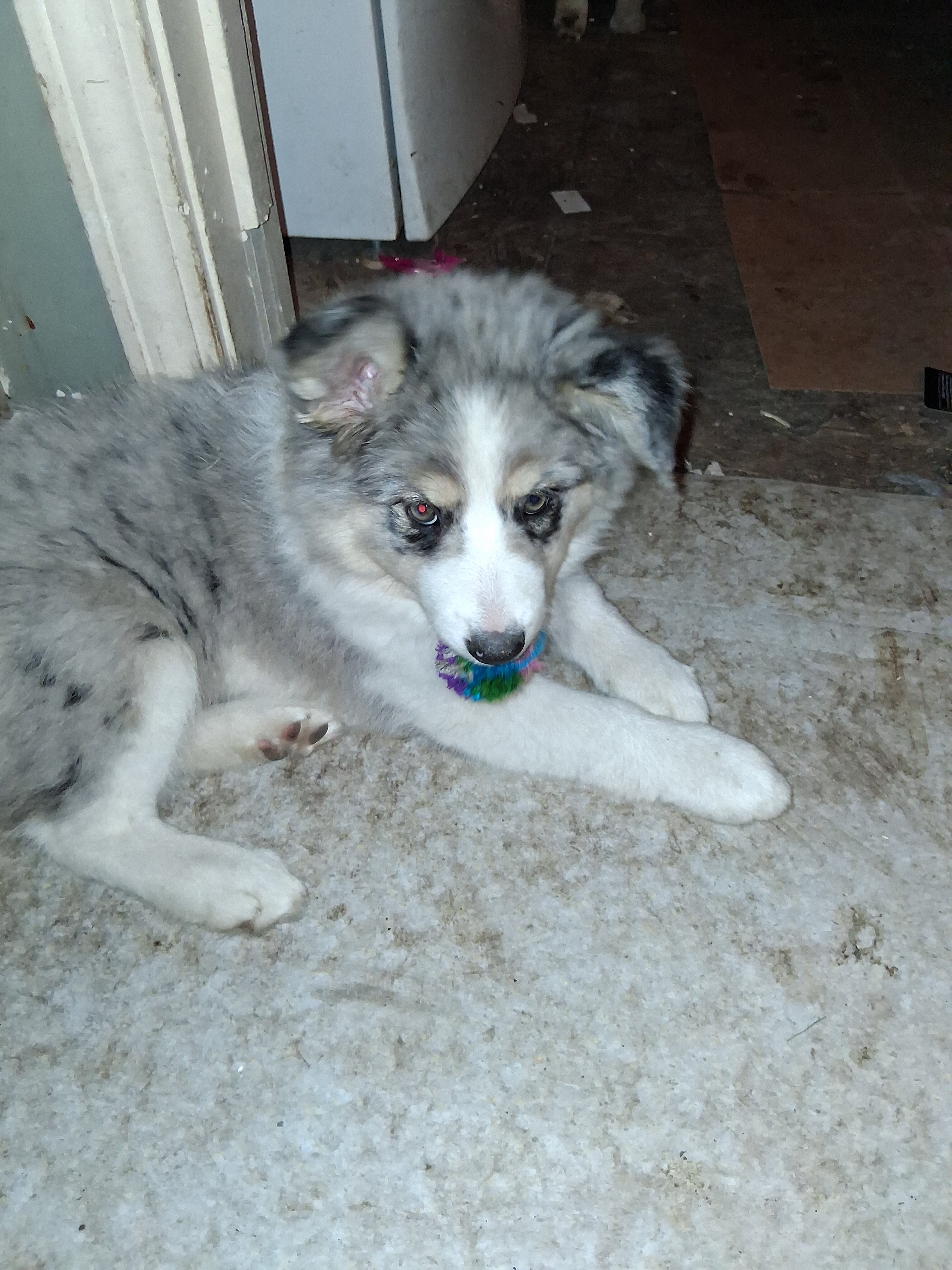 3 left Miniature Husky-Aussie Shepherd puppies image 3