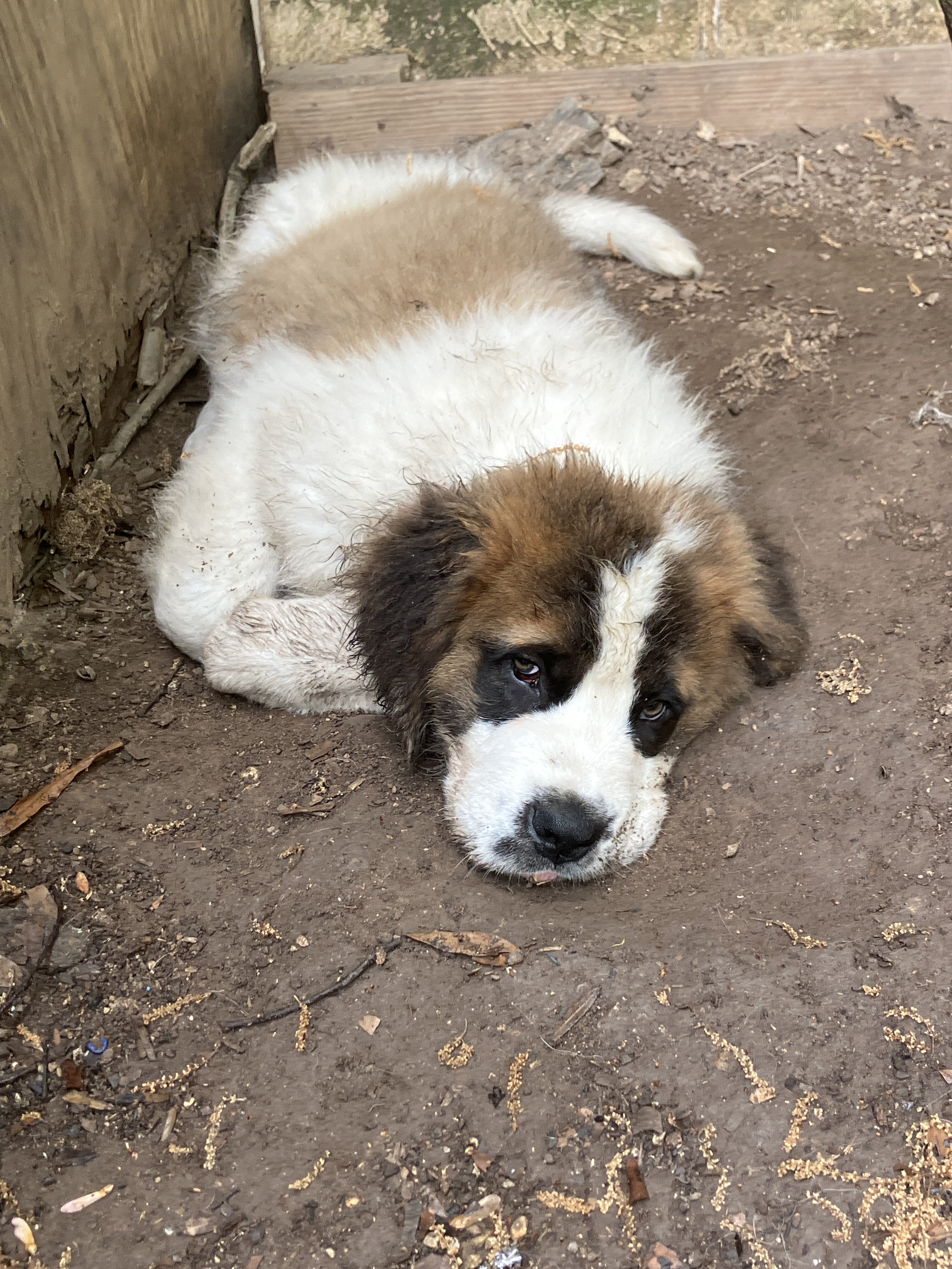St.Bernard puppies image 1