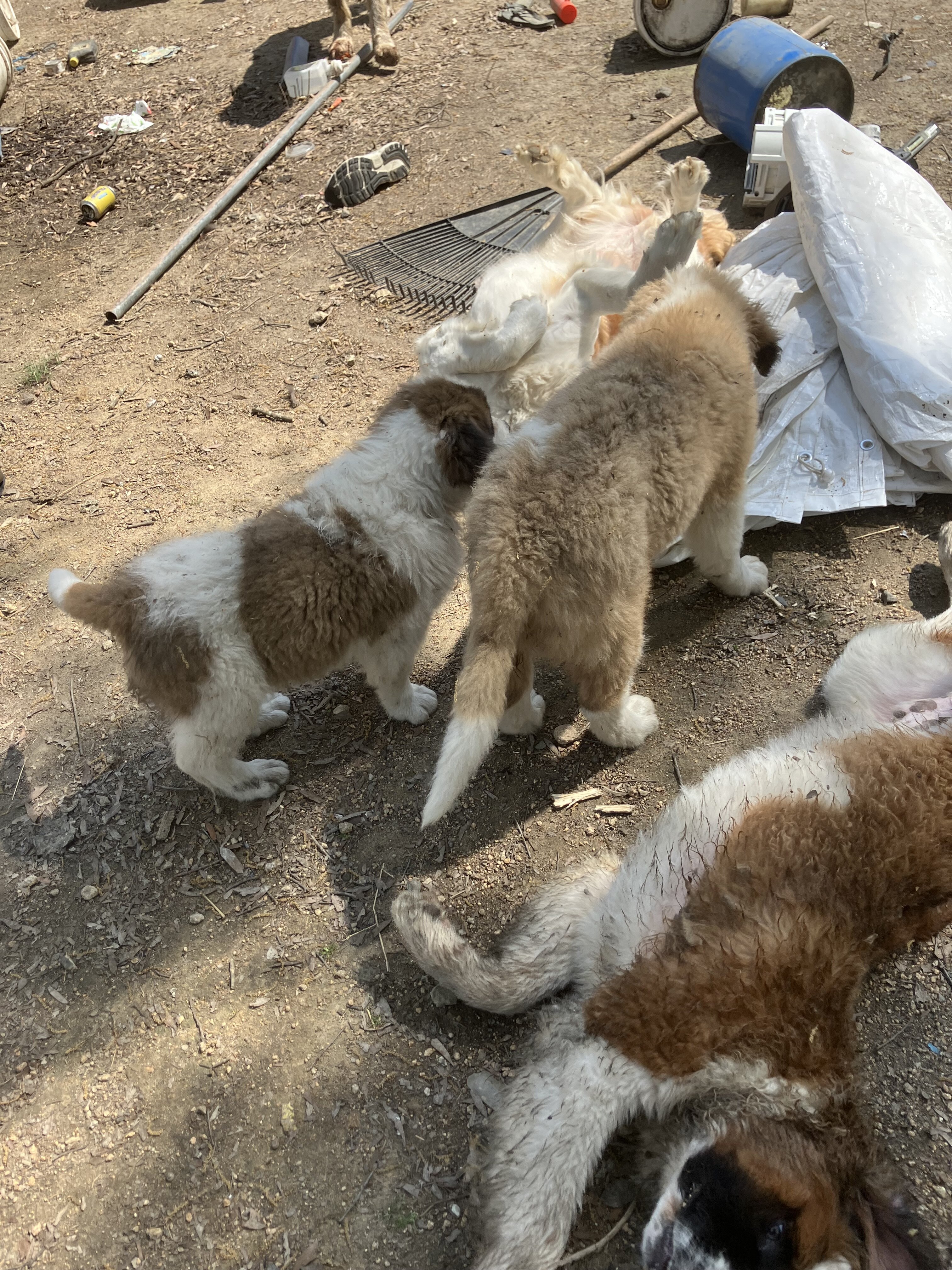 St.Bernard puppies image 2