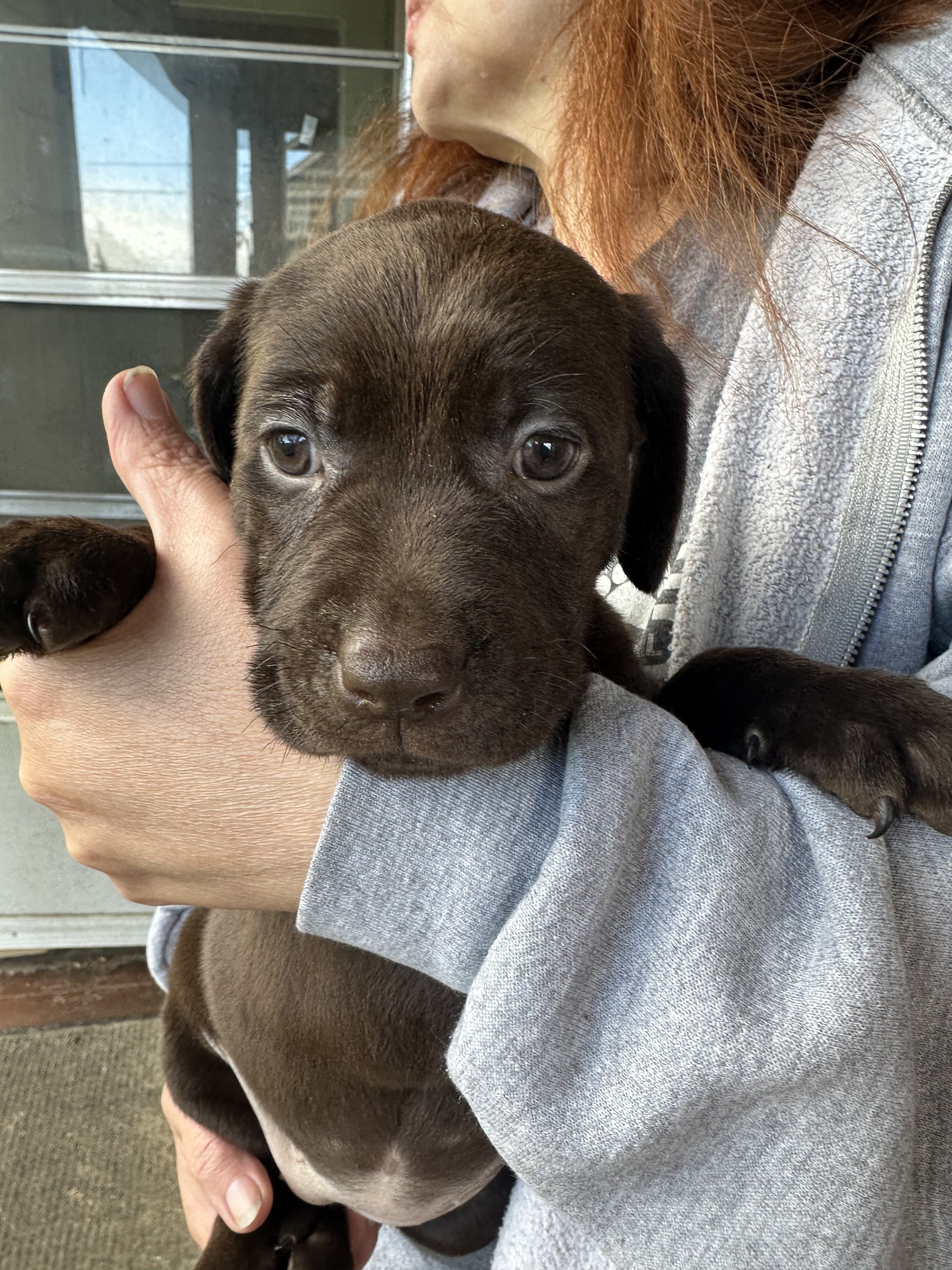 Purebred chocolate labs image 6