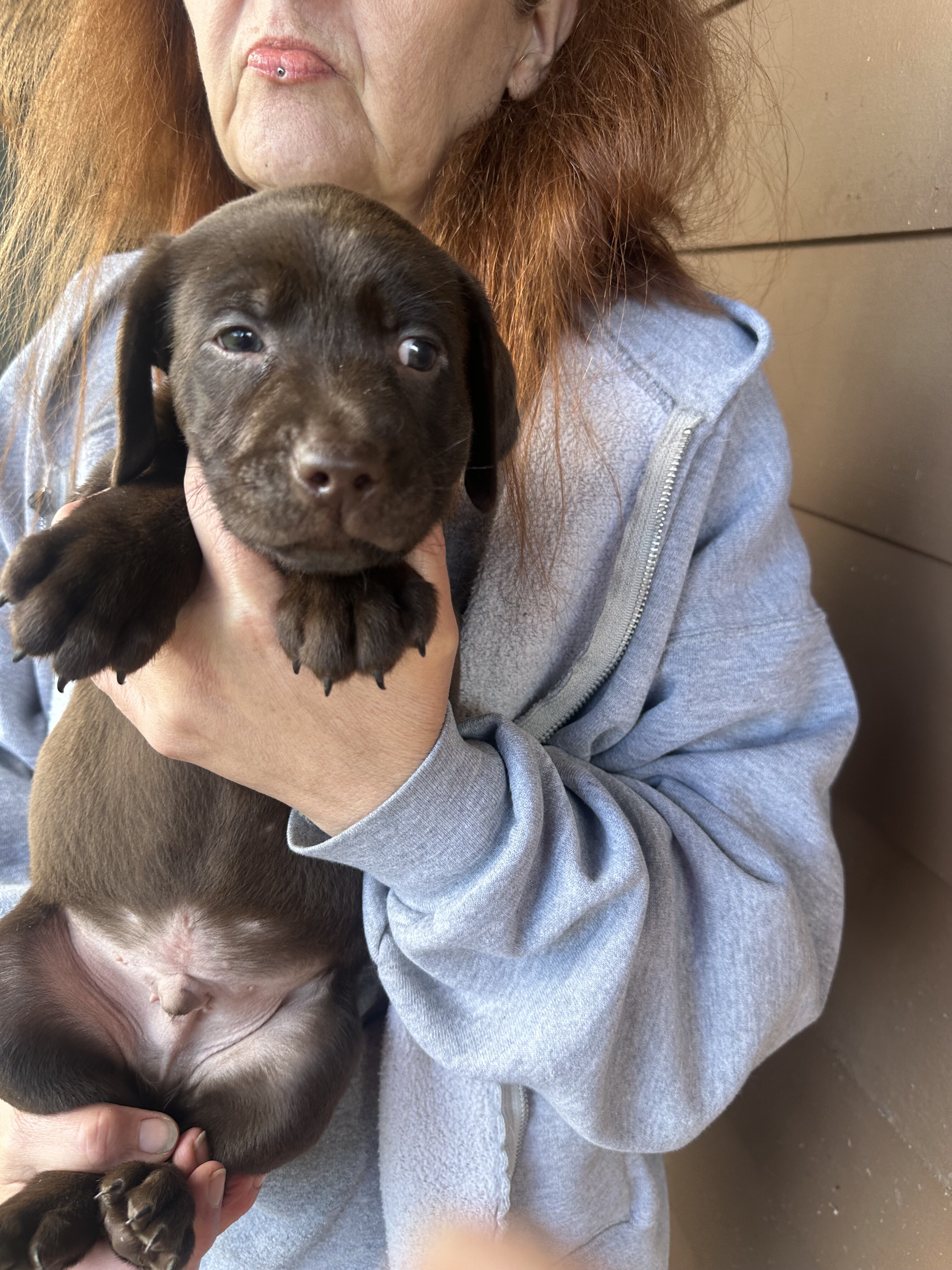 Purebred chocolate labs image 5