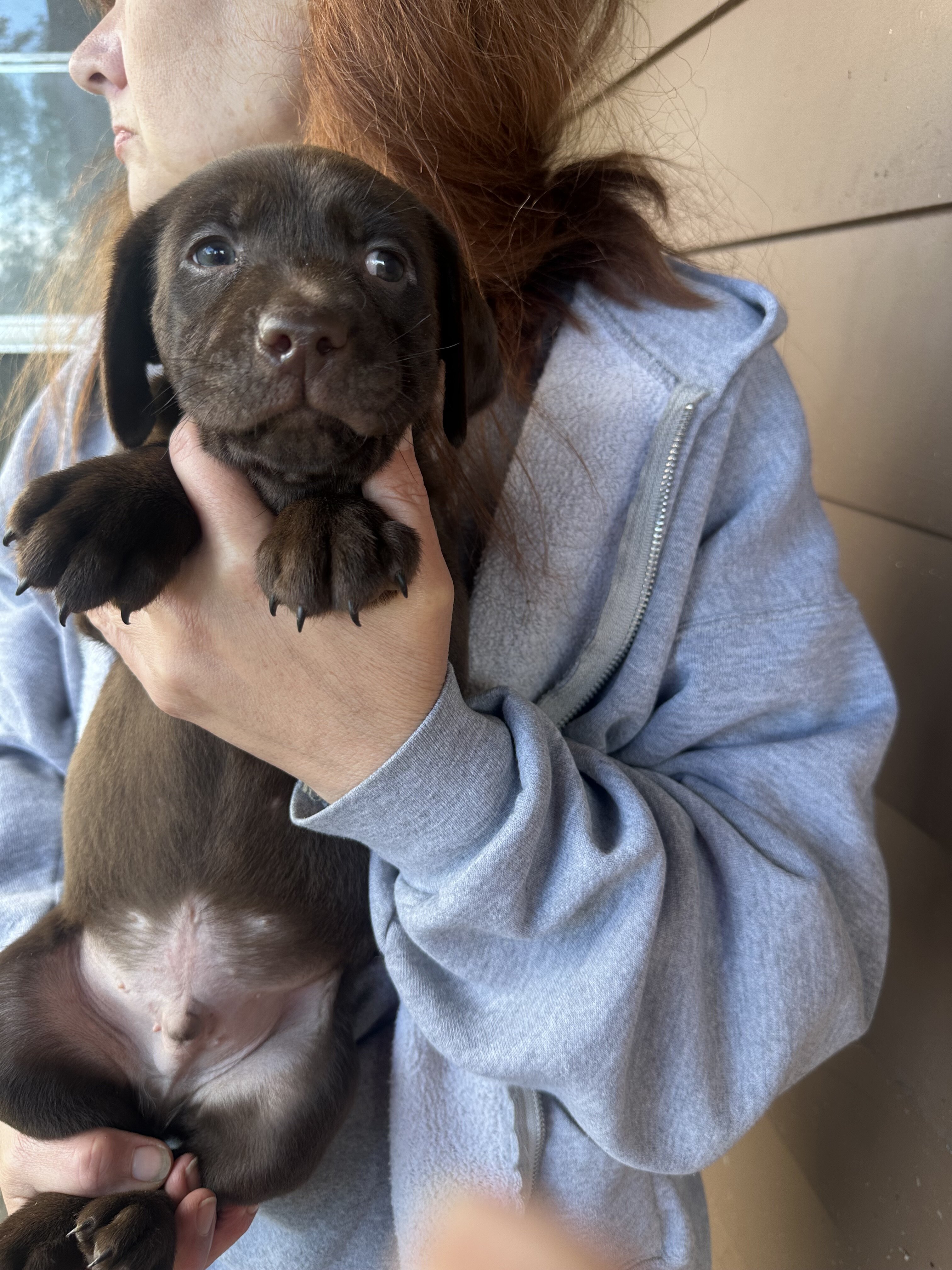 Purebred chocolate labs image 4