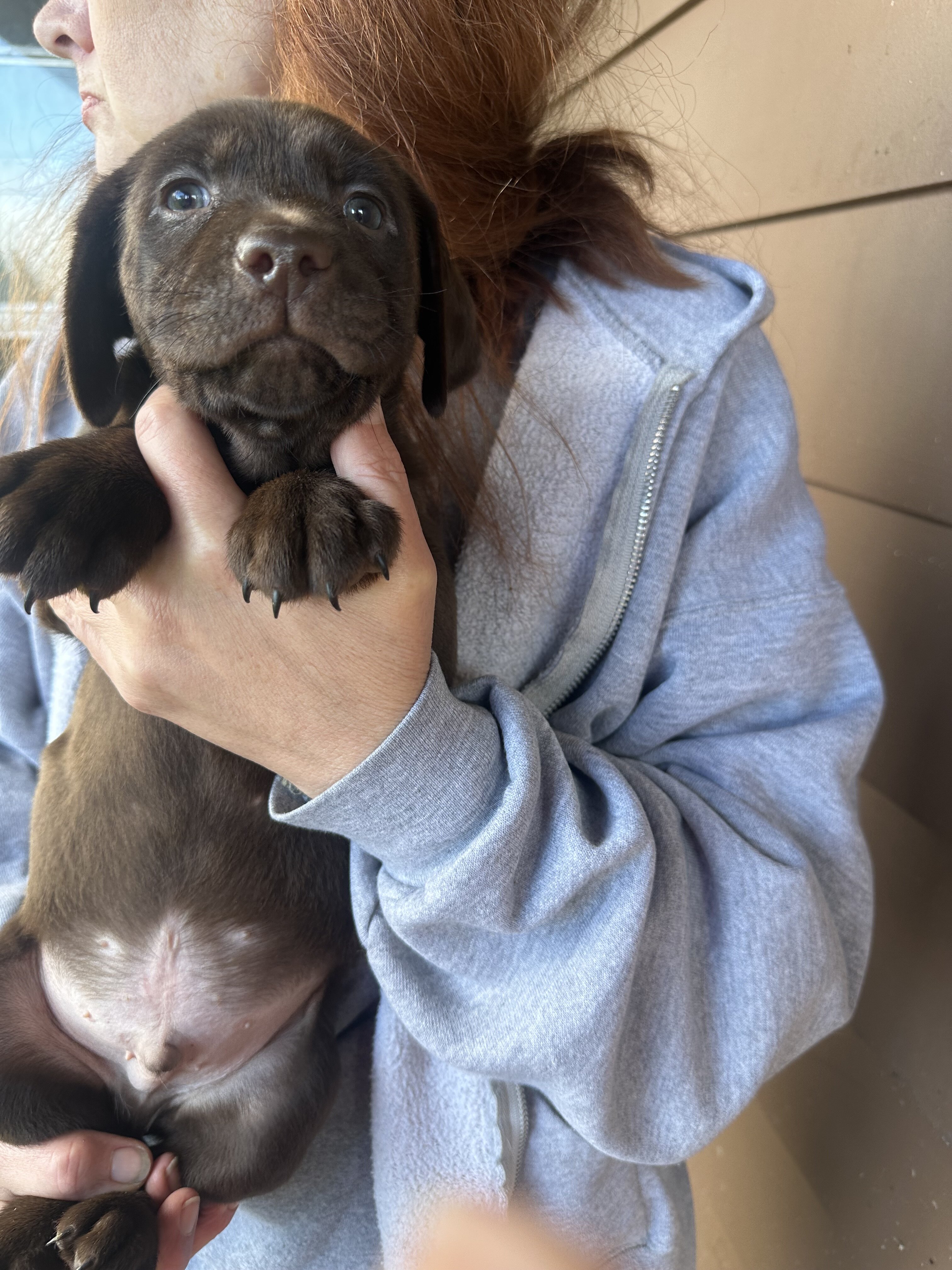 Purebred chocolate labs image 3