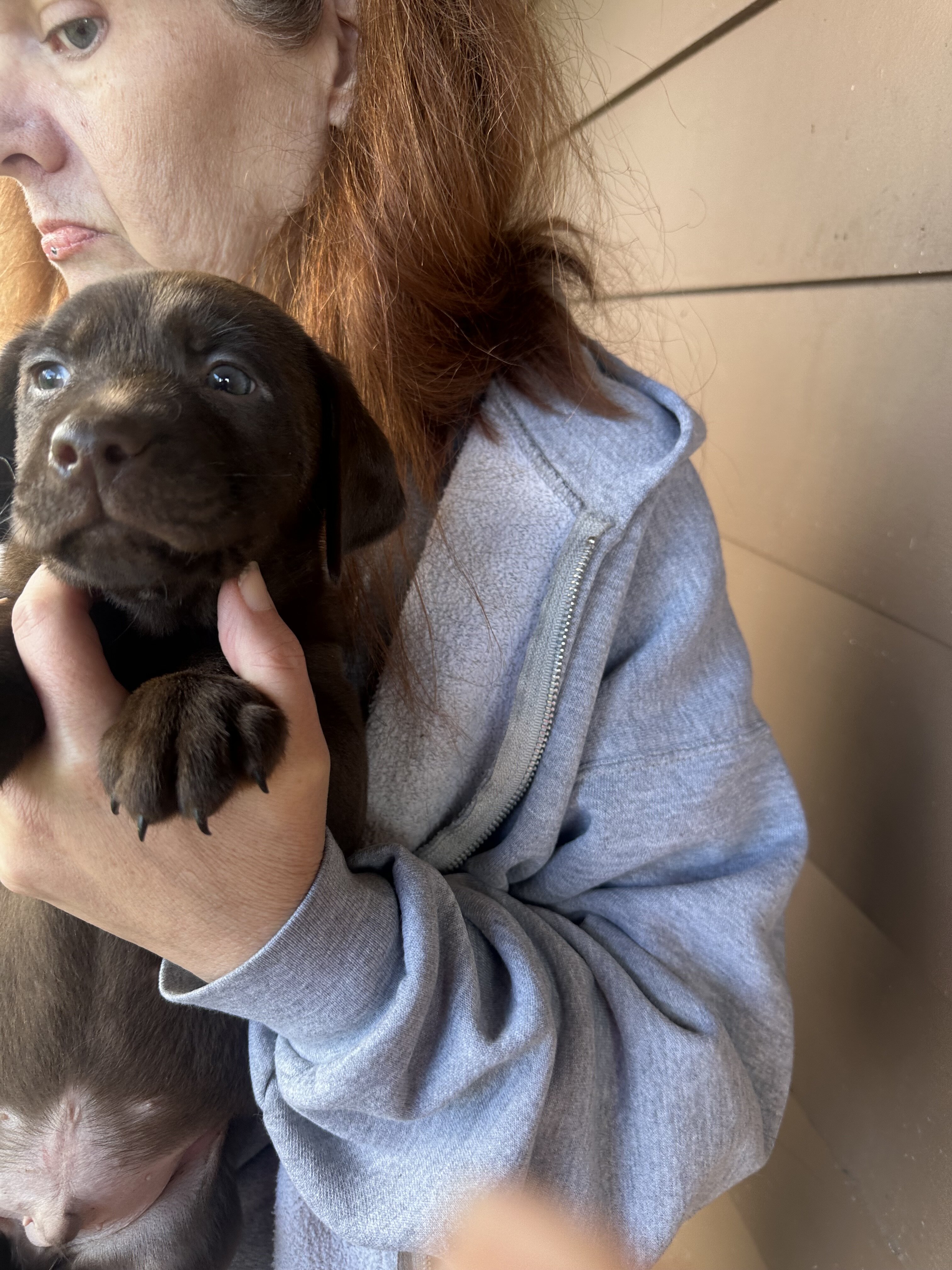 Purebred chocolate labs image 2