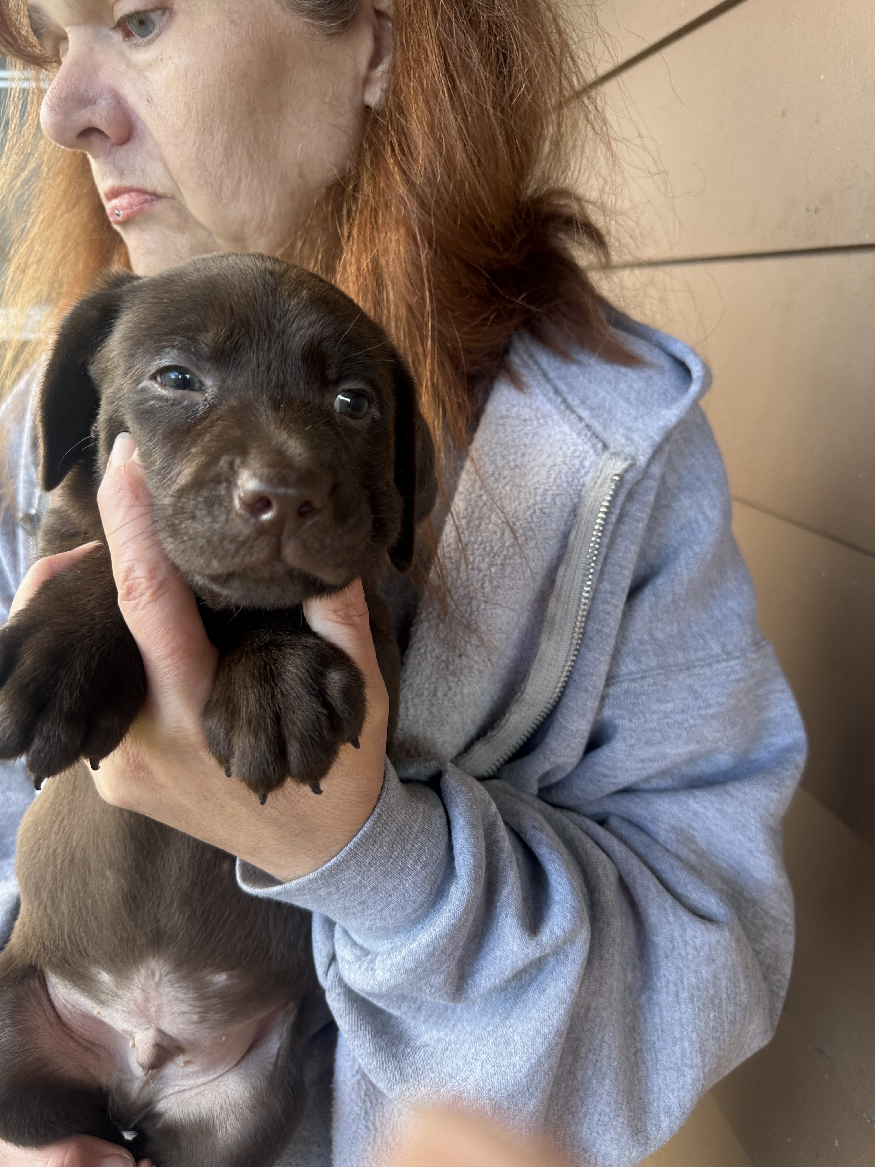 Purebred chocolate labs image 1