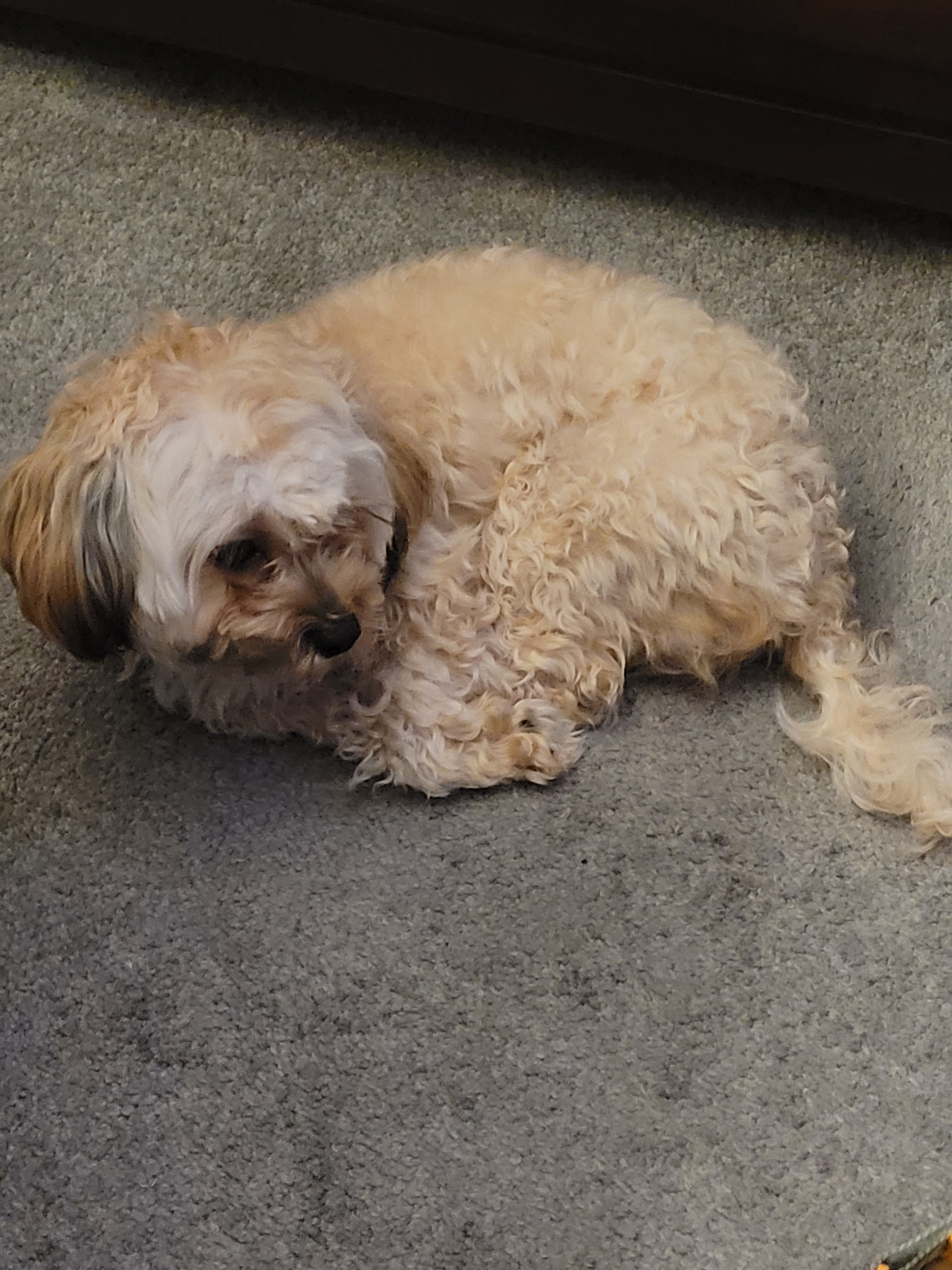Maltipoo image 4