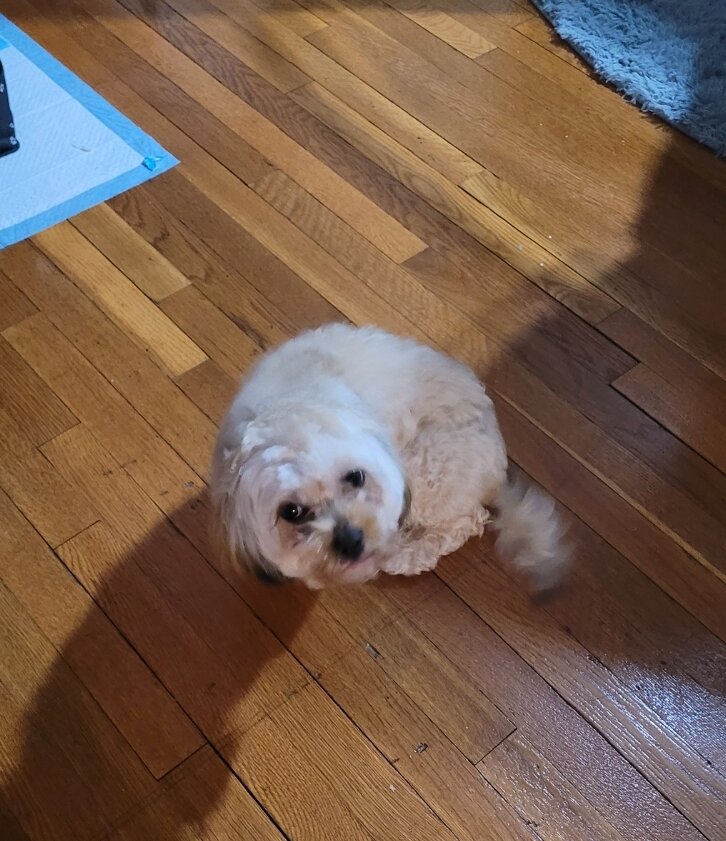 Maltipoo image 3